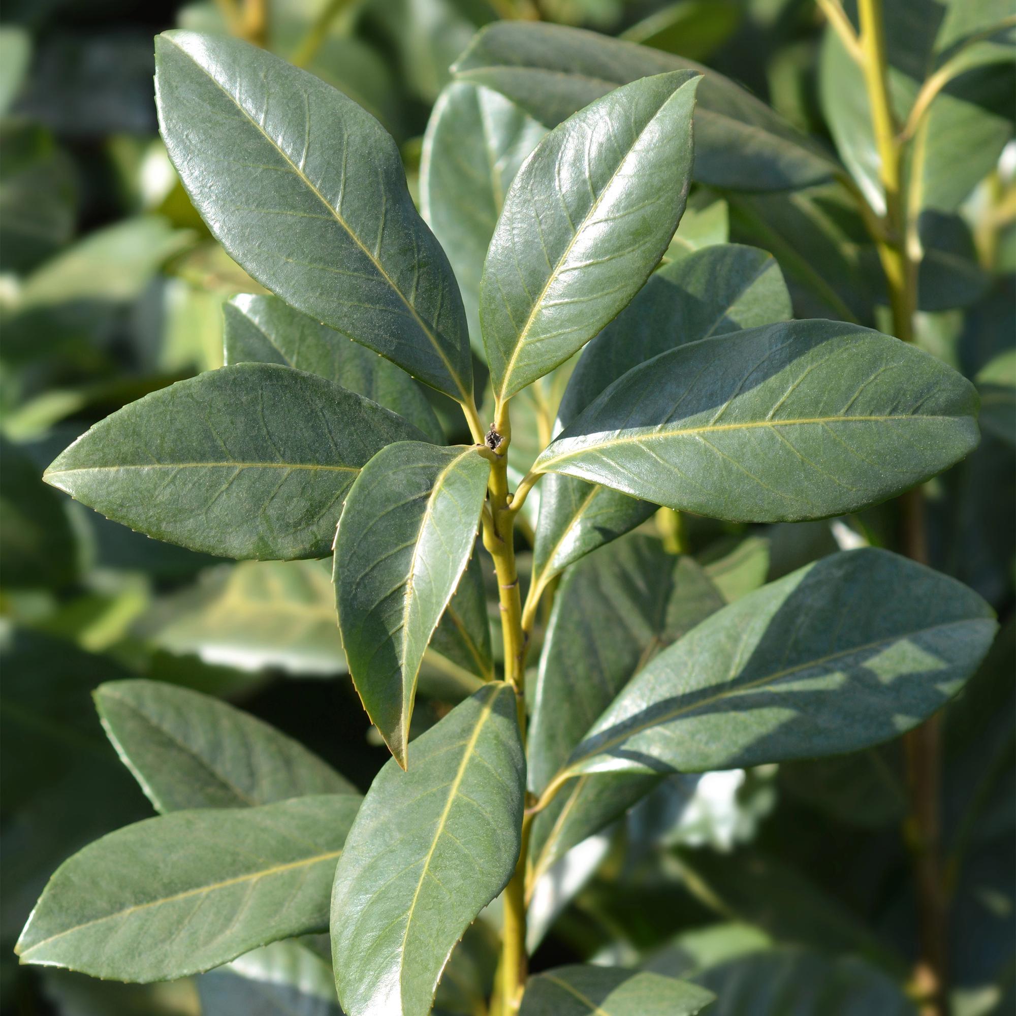 8x Kaukasischer Kirschlorbeer - Prunus laurocerasus Caucasica | 8 Pflanzen - 1 laufenden Meter | Topf 9cm Höhe - 30-35cm