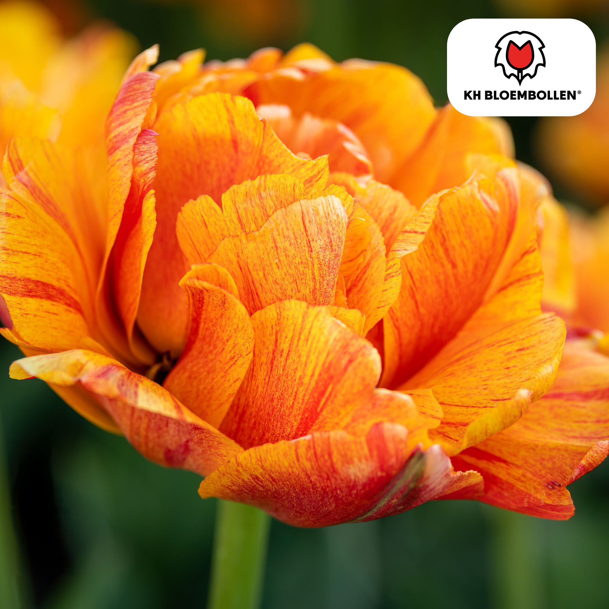 Tulpenzwiebeln Gudoshnik Double – 20 Stück | Größe 11/12