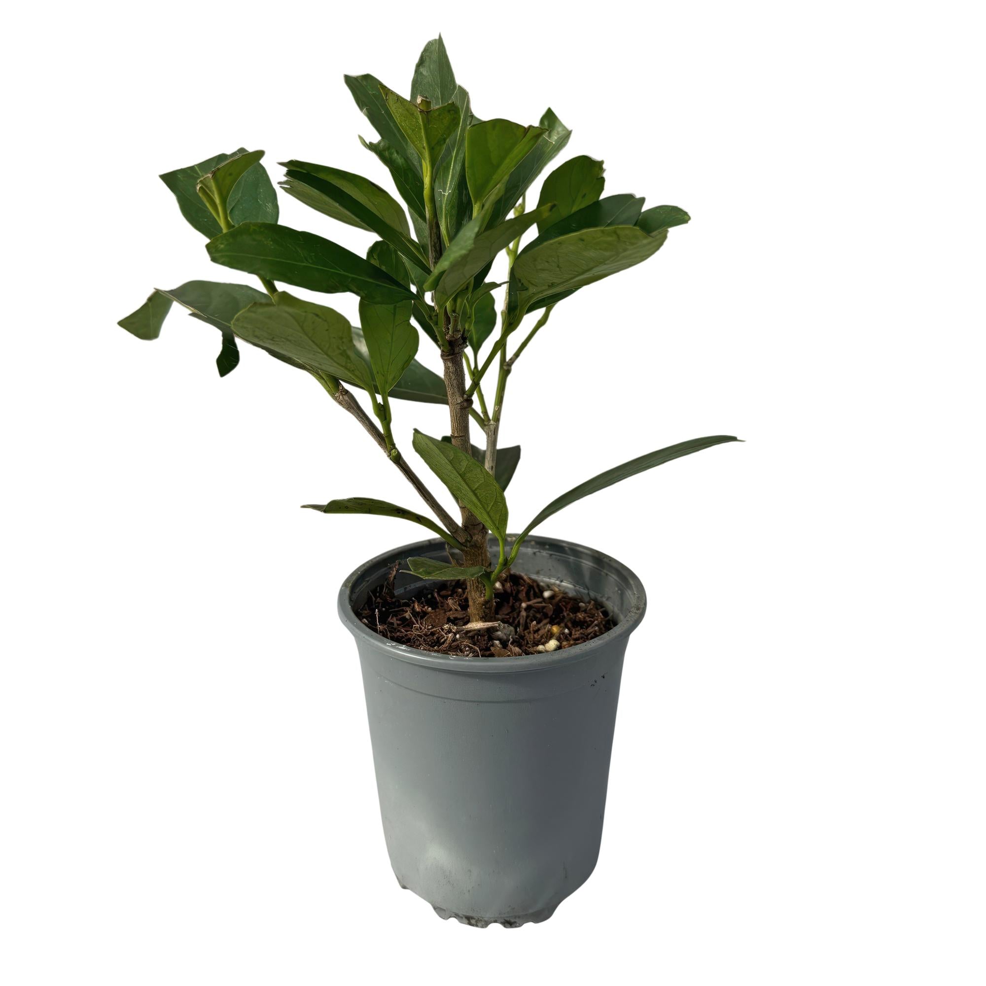 8x Kaukasischer Kirschlorbeer - Prunus laurocerasus Caucasica | 8 Pflanzen - 1 laufenden Meter | Topf 9cm Höhe - 30-35cm