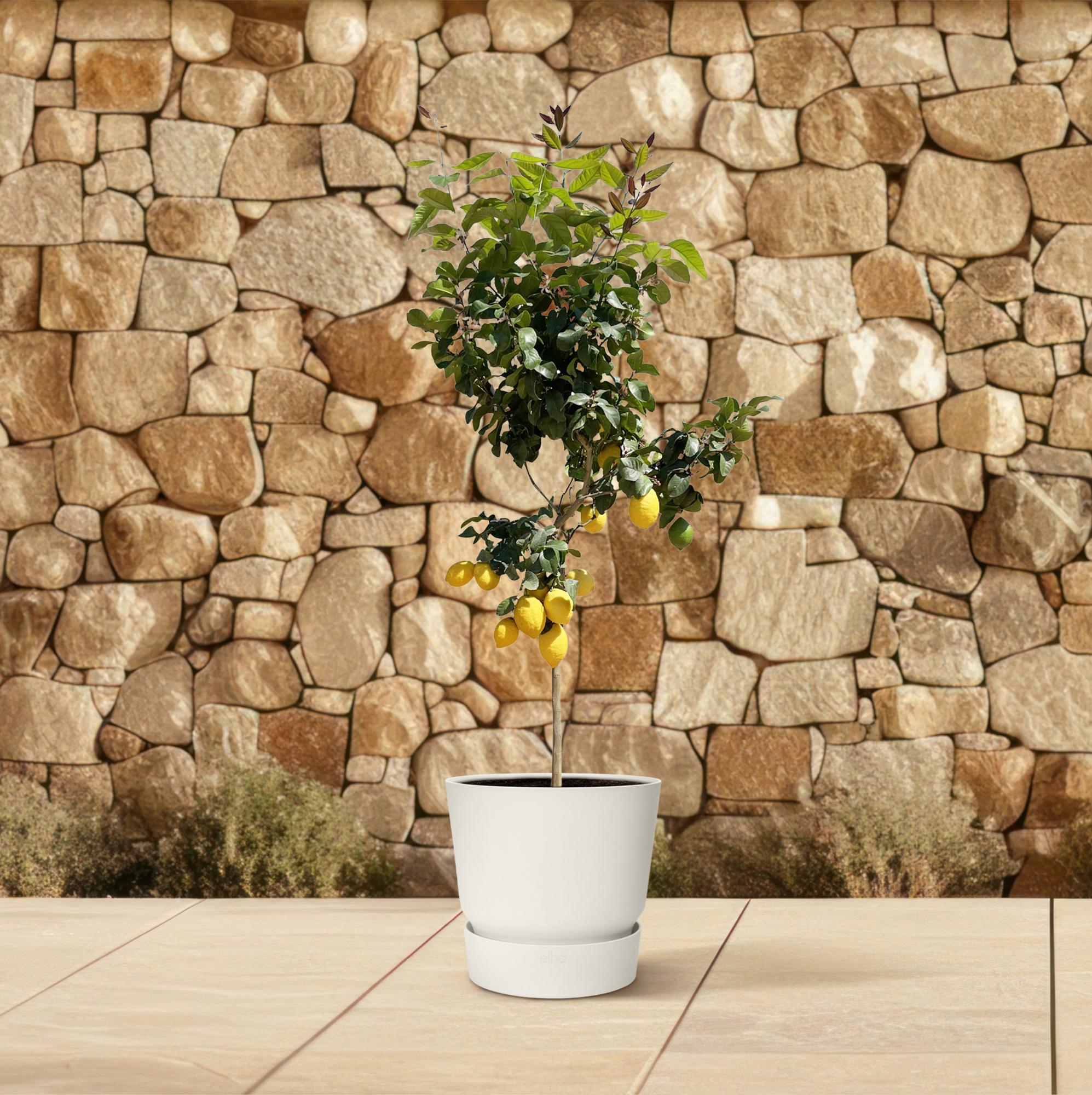 Zitronenbaum - Citrus Lemon | 150 cm | Ø24 cm