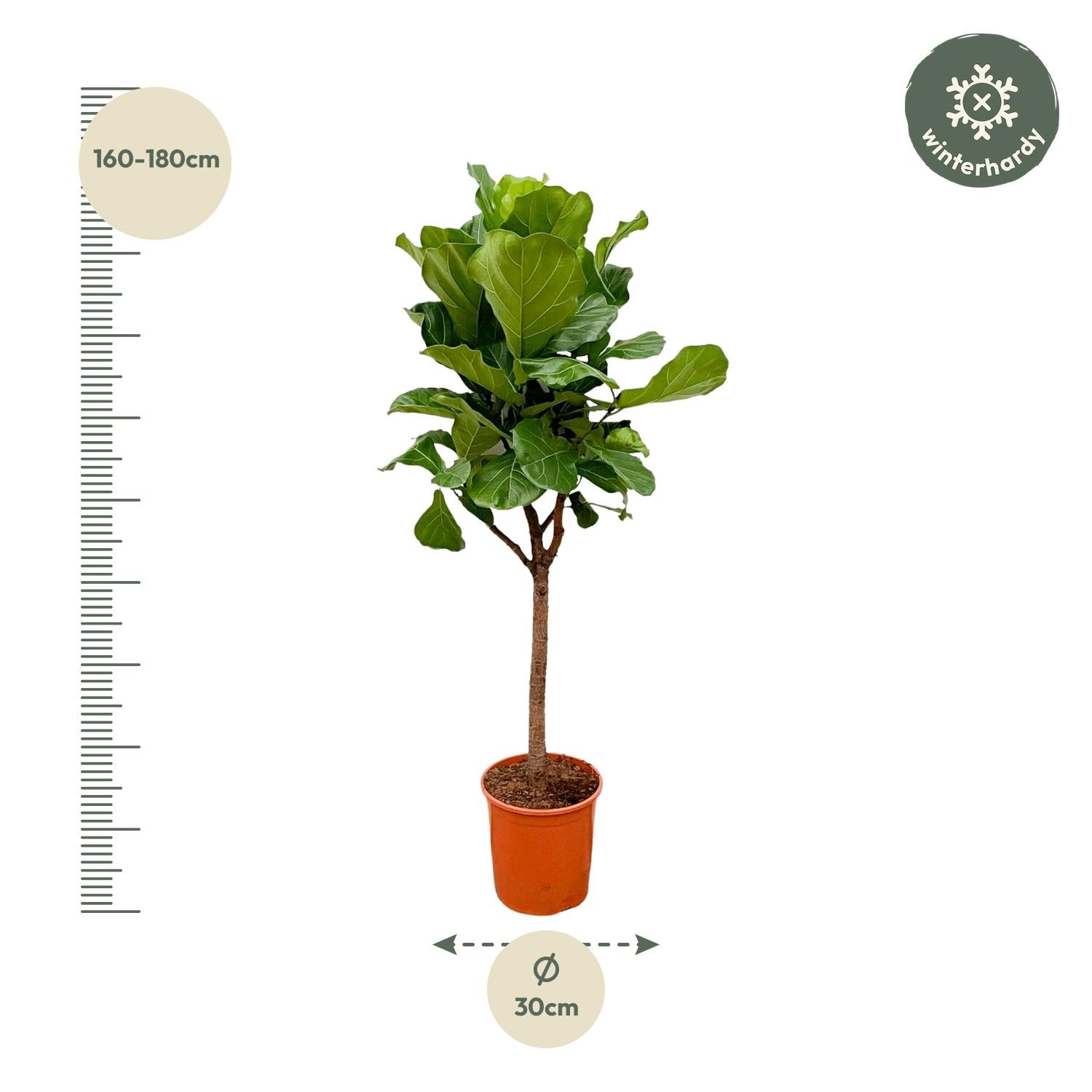 Geigen-Feige Baum – Ficus Lyrata | 180 cm | Ø30 cm