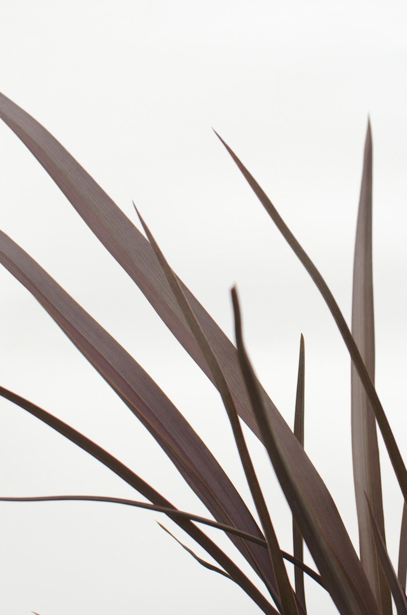 Neuseeländer Flachs – Phormium 'Rubra Nana' | 50 cm | Topfdurchmesser 14 cm