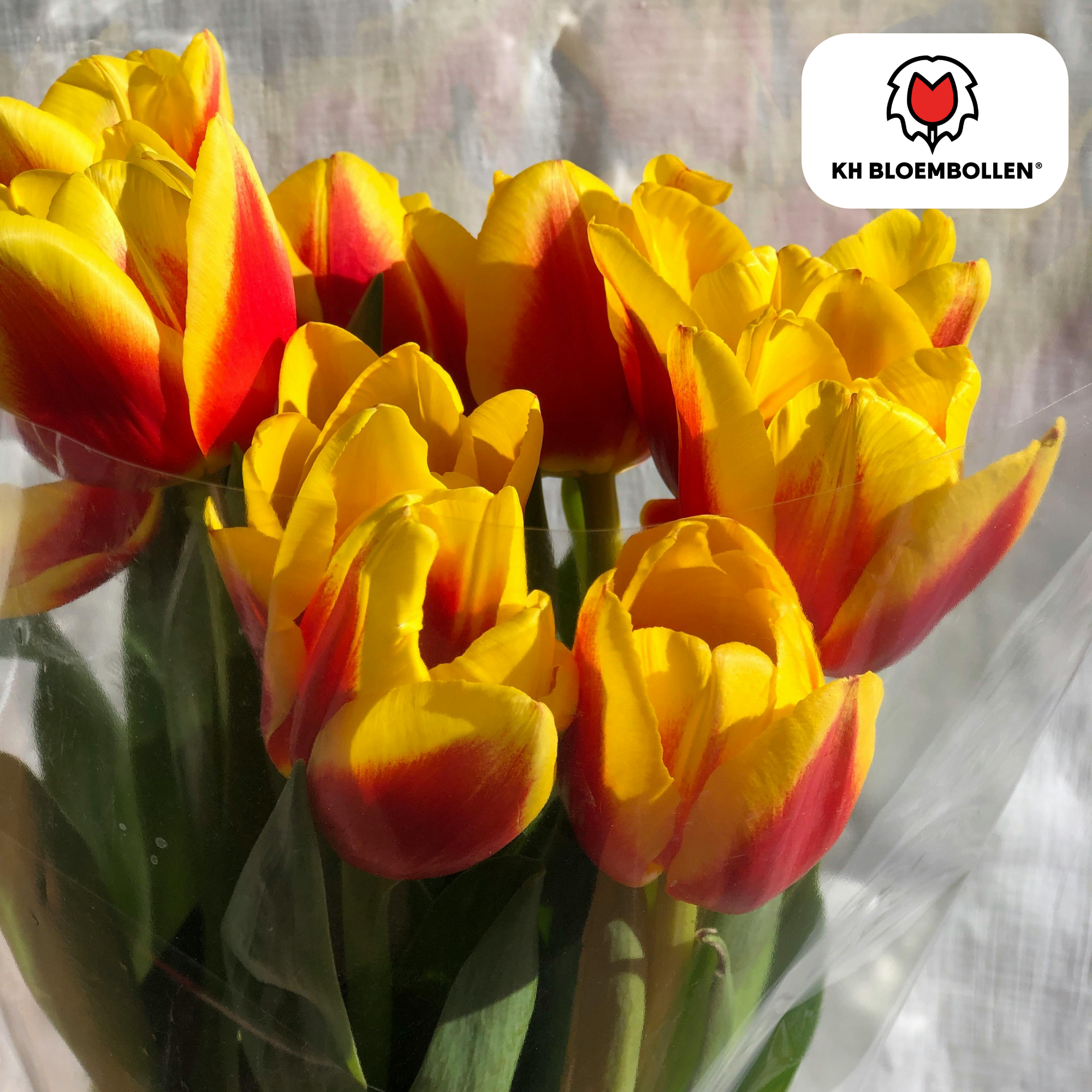 Tulpe Jan Seignette – Tulipa Jan Seignette | ca. 40–50 cm | 20 Zwiebeln Größe 11/12