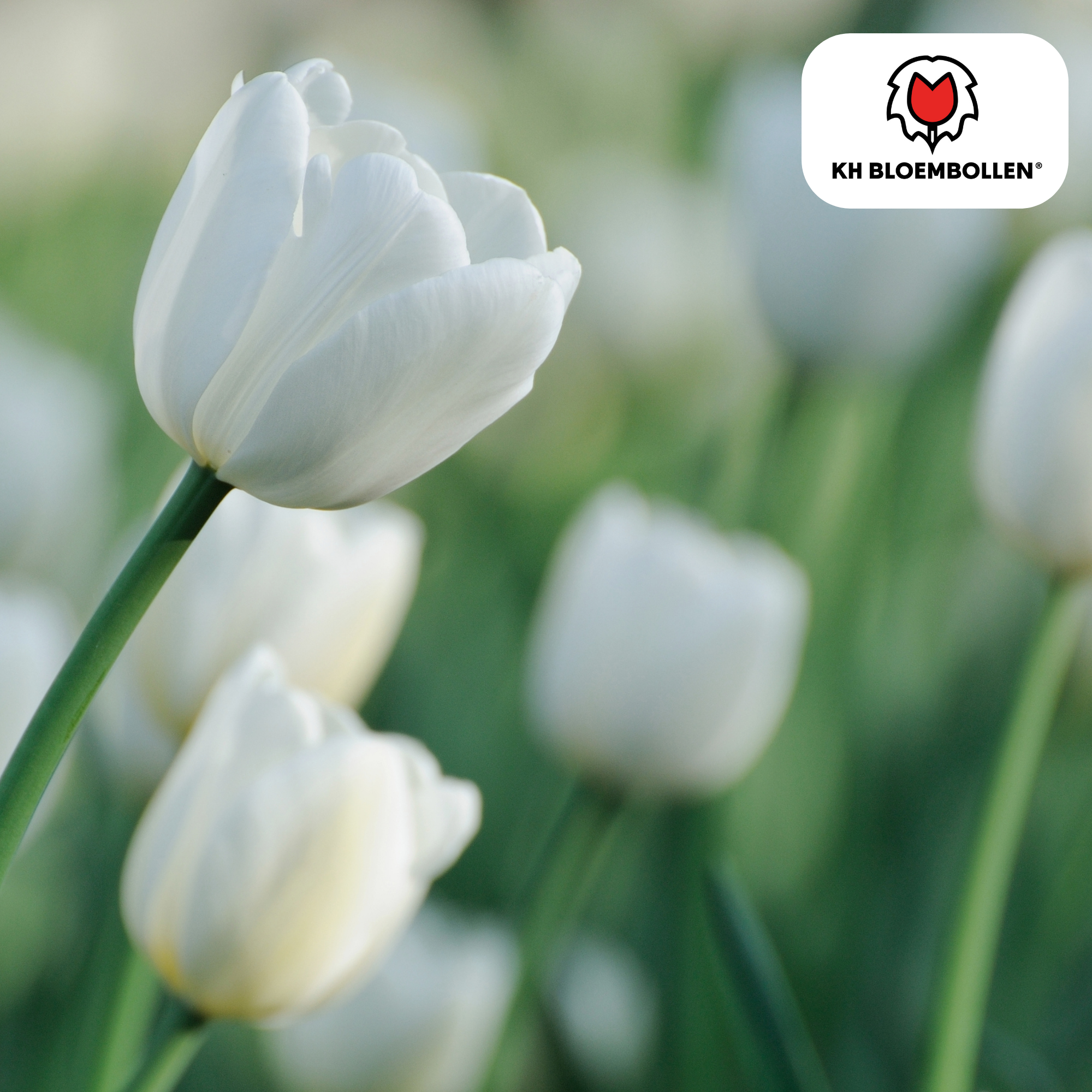 Tulpenzwiebeln Catherina – 20 Stück | Größe 11/12
