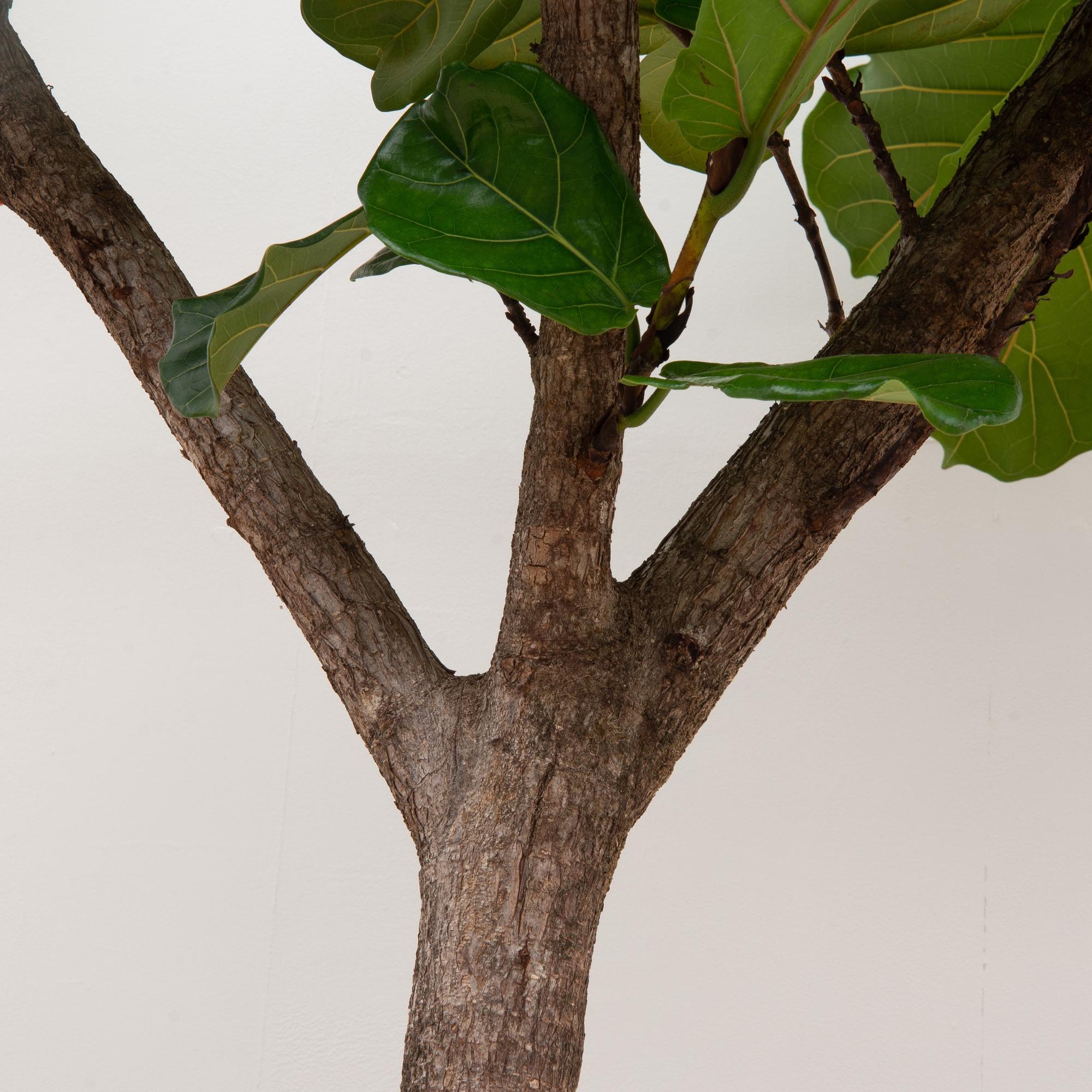 XXL Geigen-Feigenbaum – Ficus Lyrata Baum XXL | 270 cm | Ø45 cm