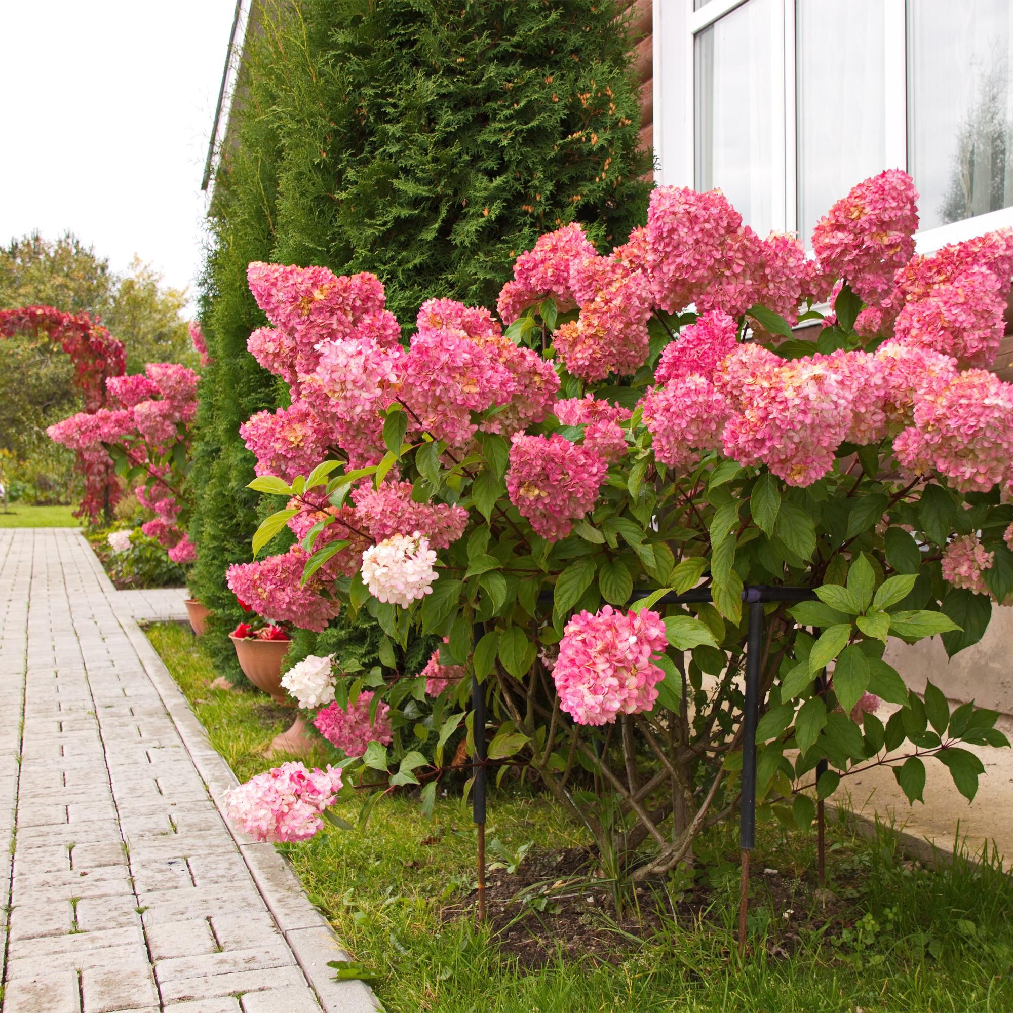 Rispenhortensie 'Vanille Fraise' - Hydrangea panniculata Vanille Fraise | Topf 17cm Höhe 50cm
