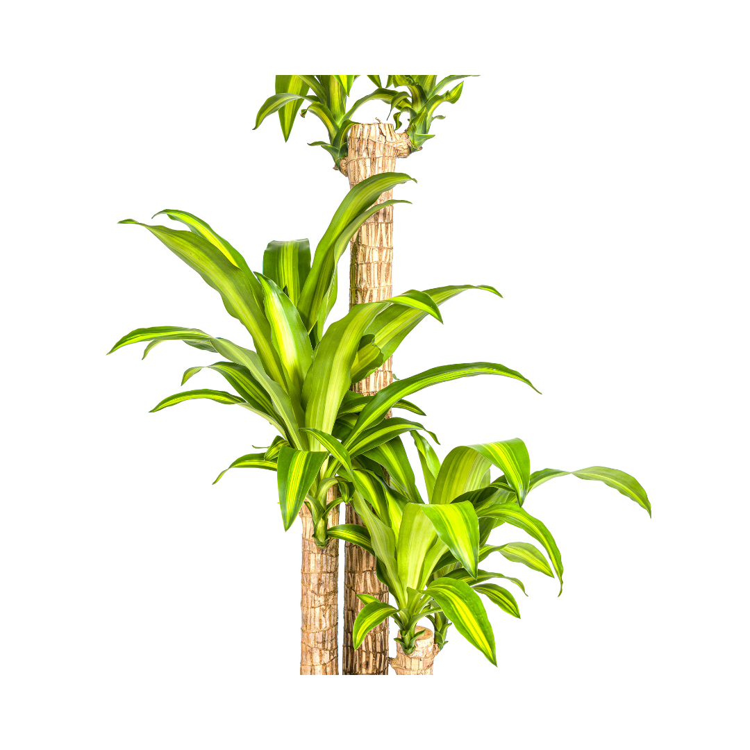 Duftender Drachenbaum - Dracaena Fragrans Massangeana | 130 - 150cm | Ø24cm