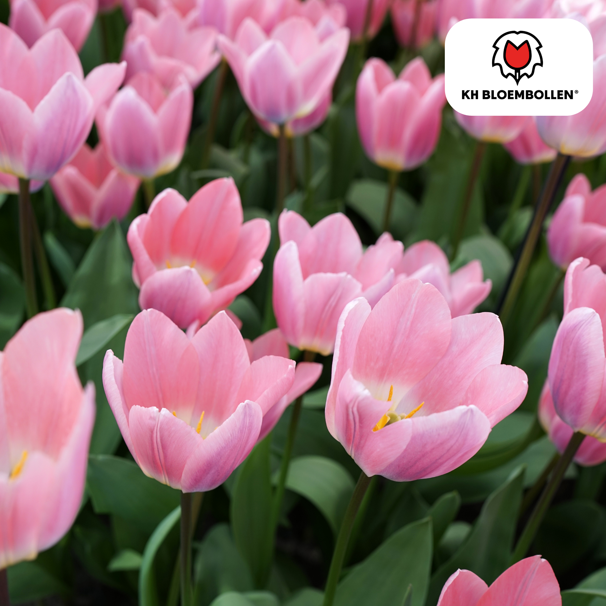 Tulpenzwiebeln Light and Dreamy – 20 Stück | Pastellfarbene Tulpen | Größe 11/12
