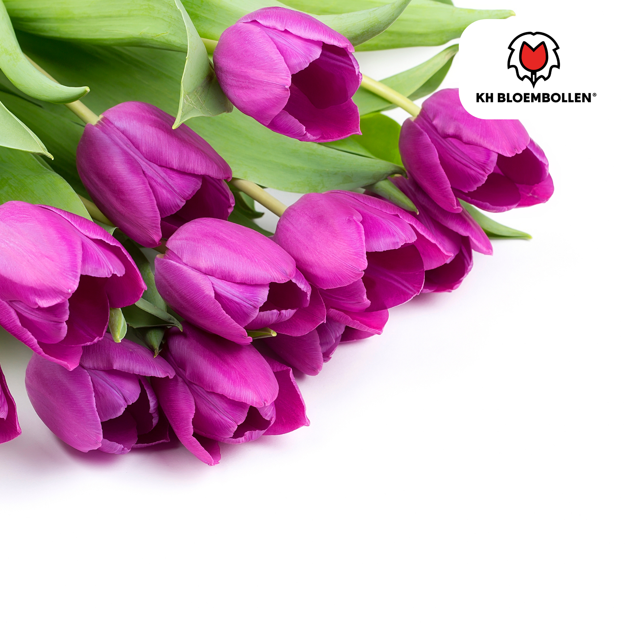 Tulpenzwiebeln – Purple Prince | 20 Stück | Zwiebelgröße 11/12