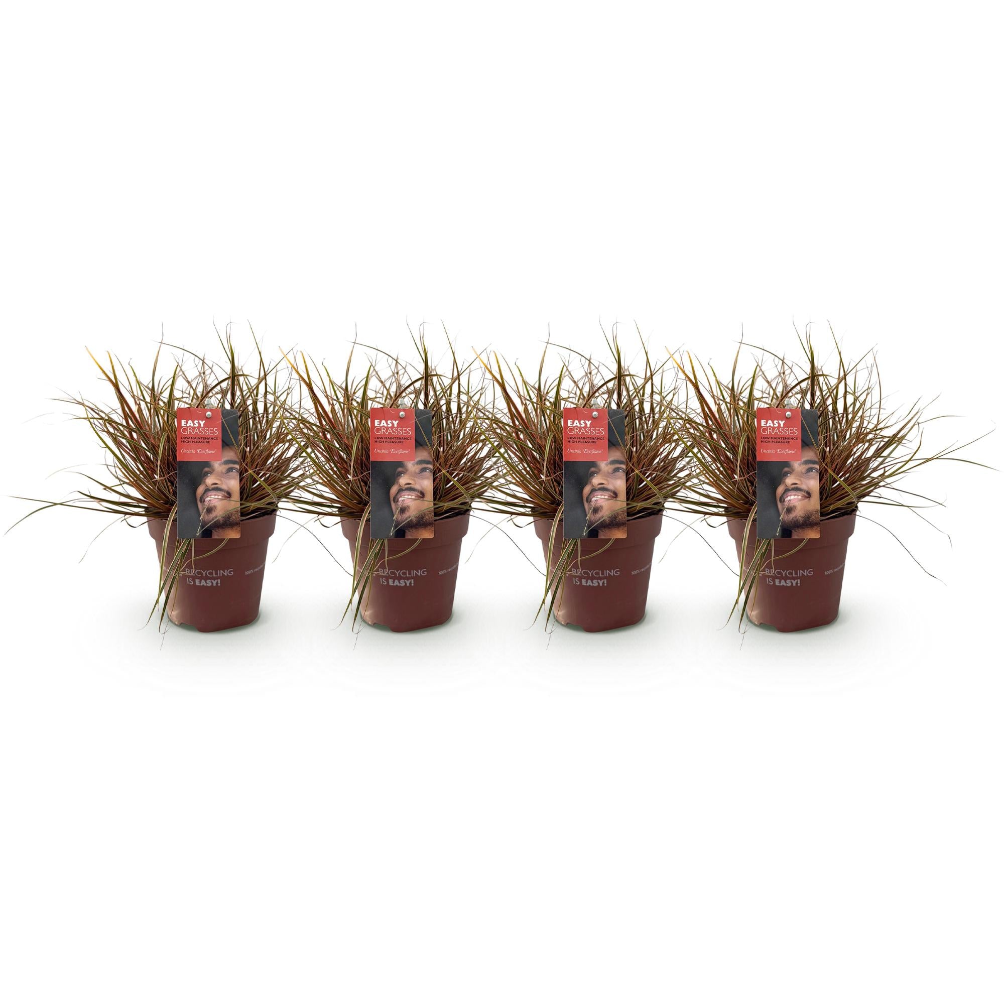 4x Rotes Ziergras - Uncinia rubra Everflame | 50 cm | Ø17 cm