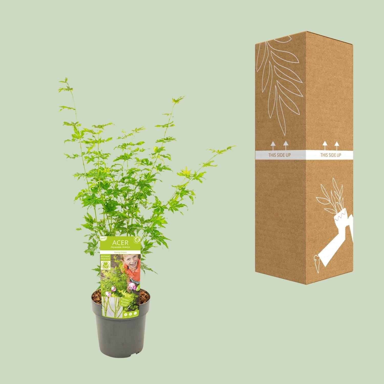 Japanischer Ahorn - Acer palmatum Going Green | 50 cm | Ø19 cm