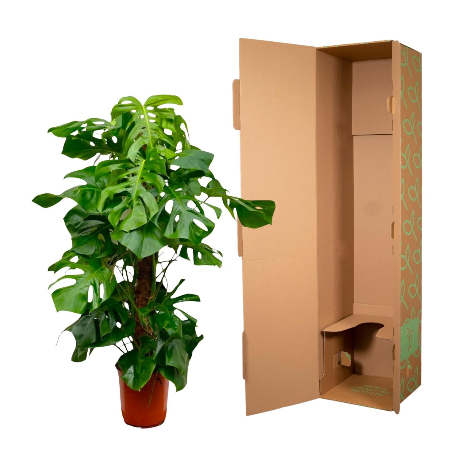 Fensterblatt – Monstera Deliciosa XXL | 150 cm | Ø24 cm