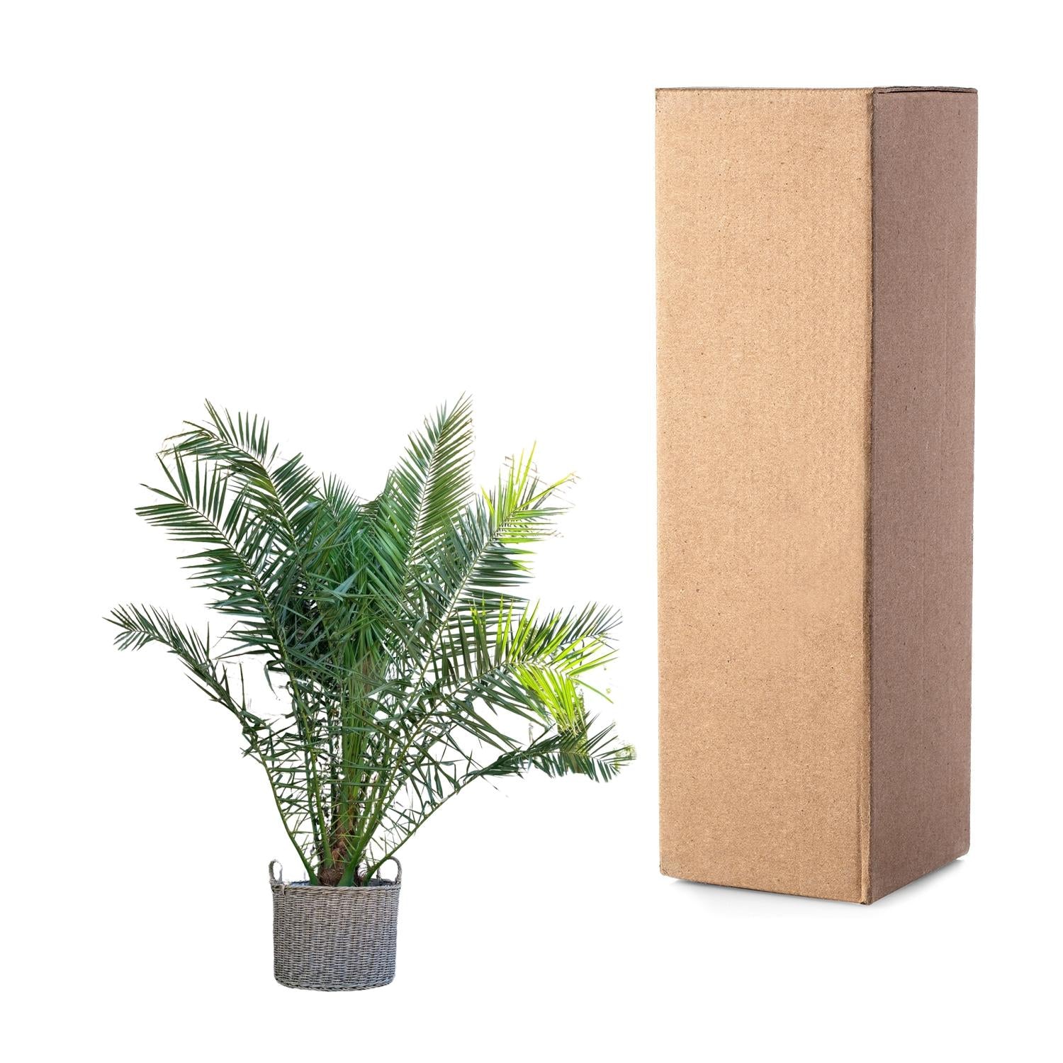 Kanarische Dattelpalme – Phoenix canariensis | 300cm | Ø50cm