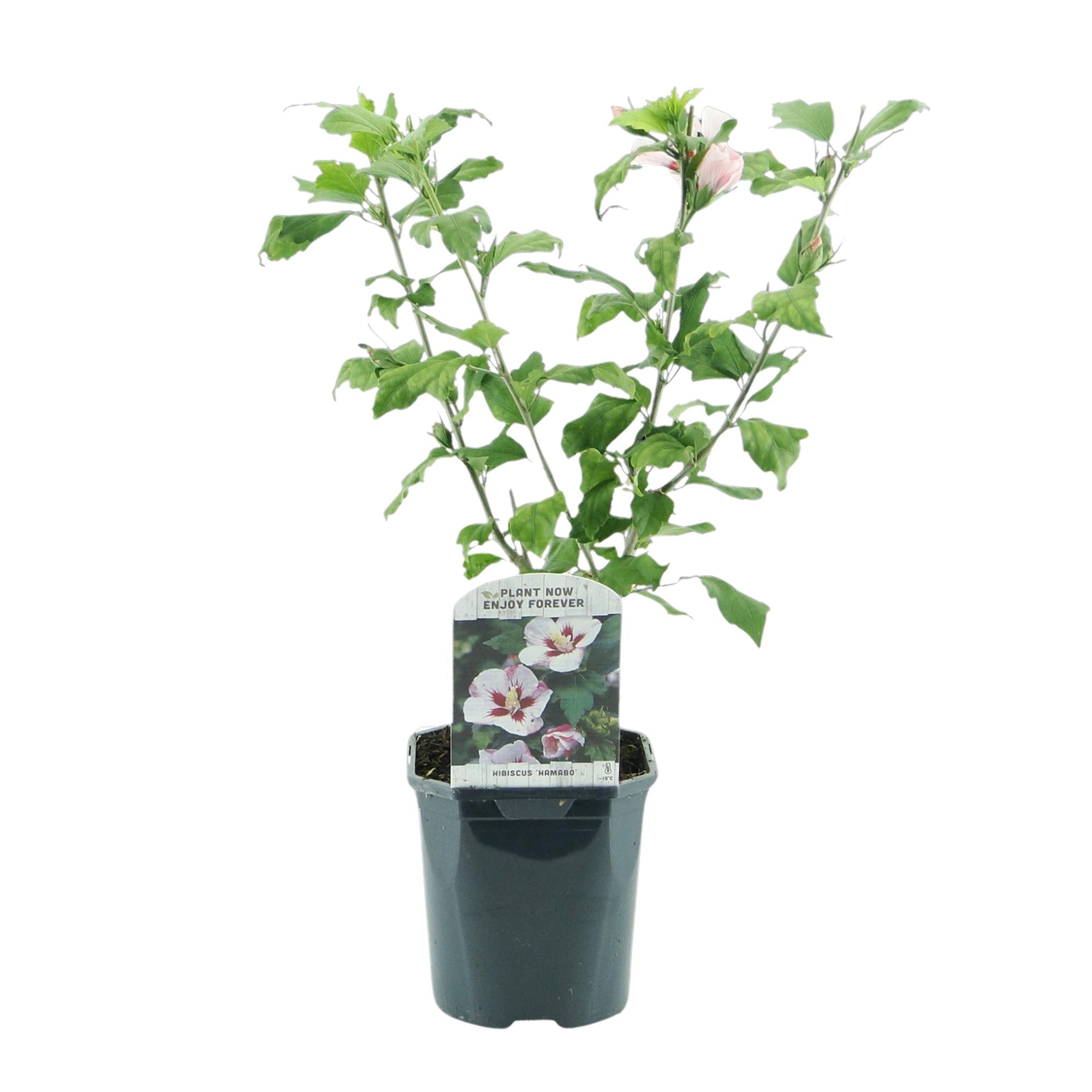 Garteneibisch - Hibiscus syriacus Hamabo | Topf 17cm Höhe 45cm