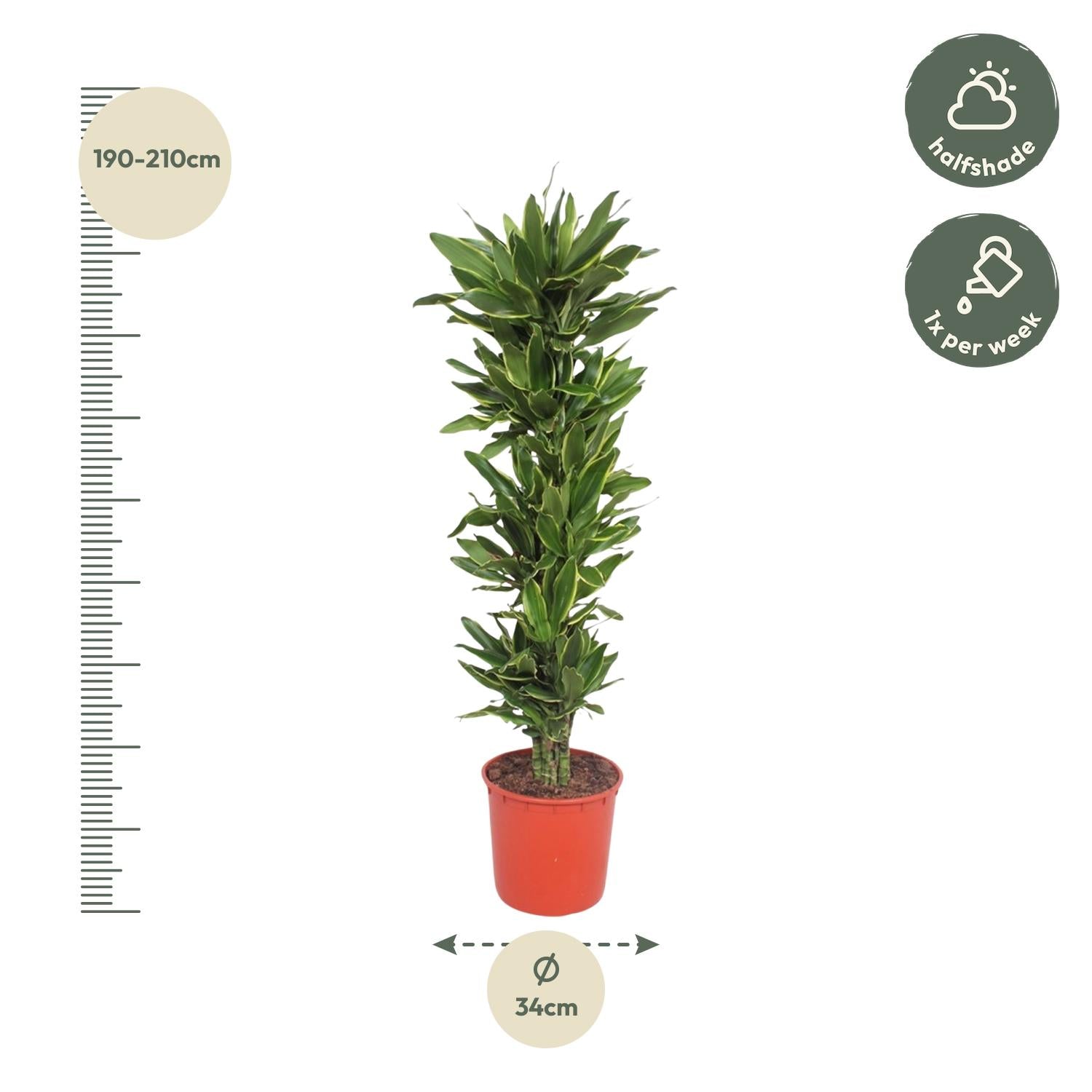 Drachenbaum – Dracaena Golden Coast | 200cm | Ø34cm