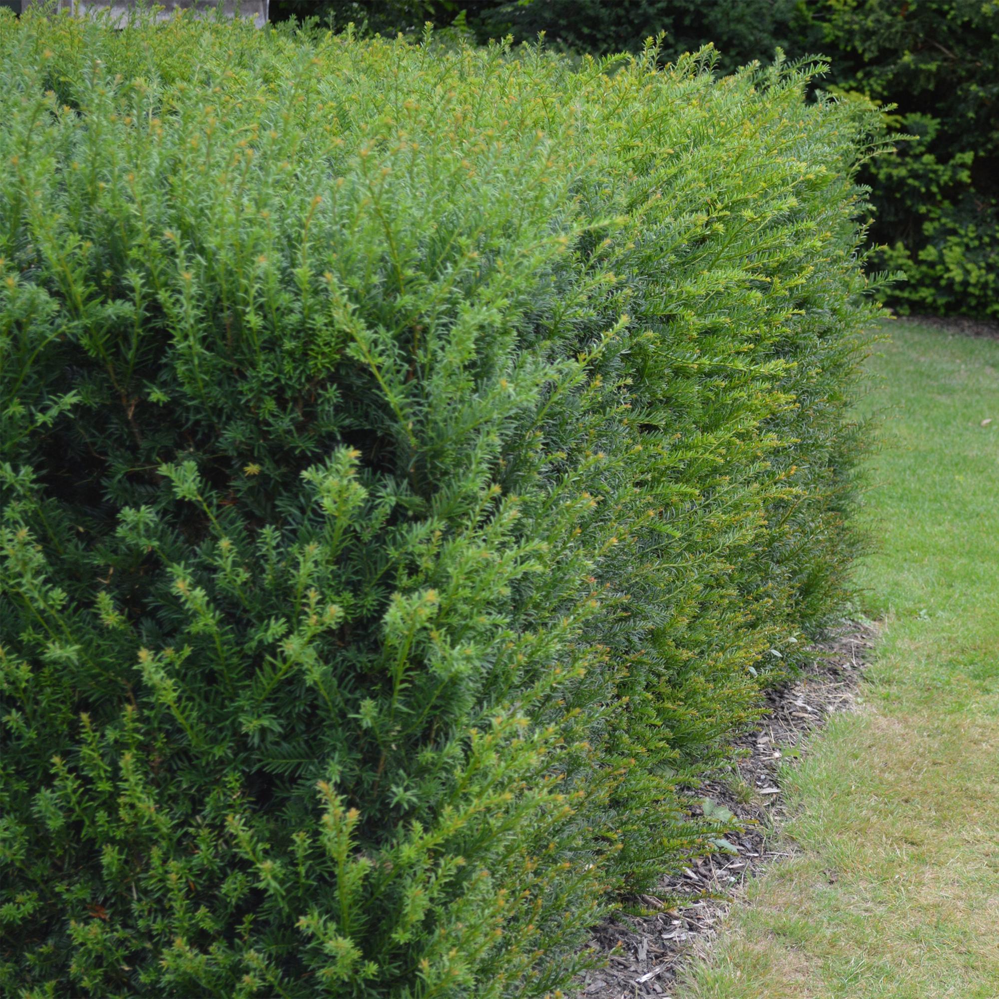 6x Europäische Eibe - Taxus baccata | 6 Pflanzen - 1 laufender Meter | Topf 17cm - Höhe 60cm