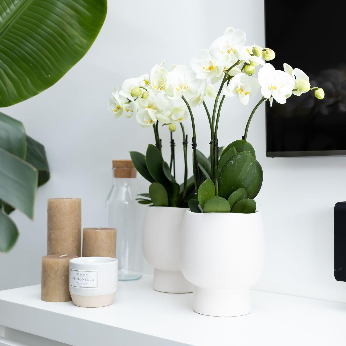 Weiße Phalaenopsis Orchidee Topfgröße - Jewel Ghent - Topfgröße Ø12cm | blühende Zimmerpflanze - frisch vom Züchter