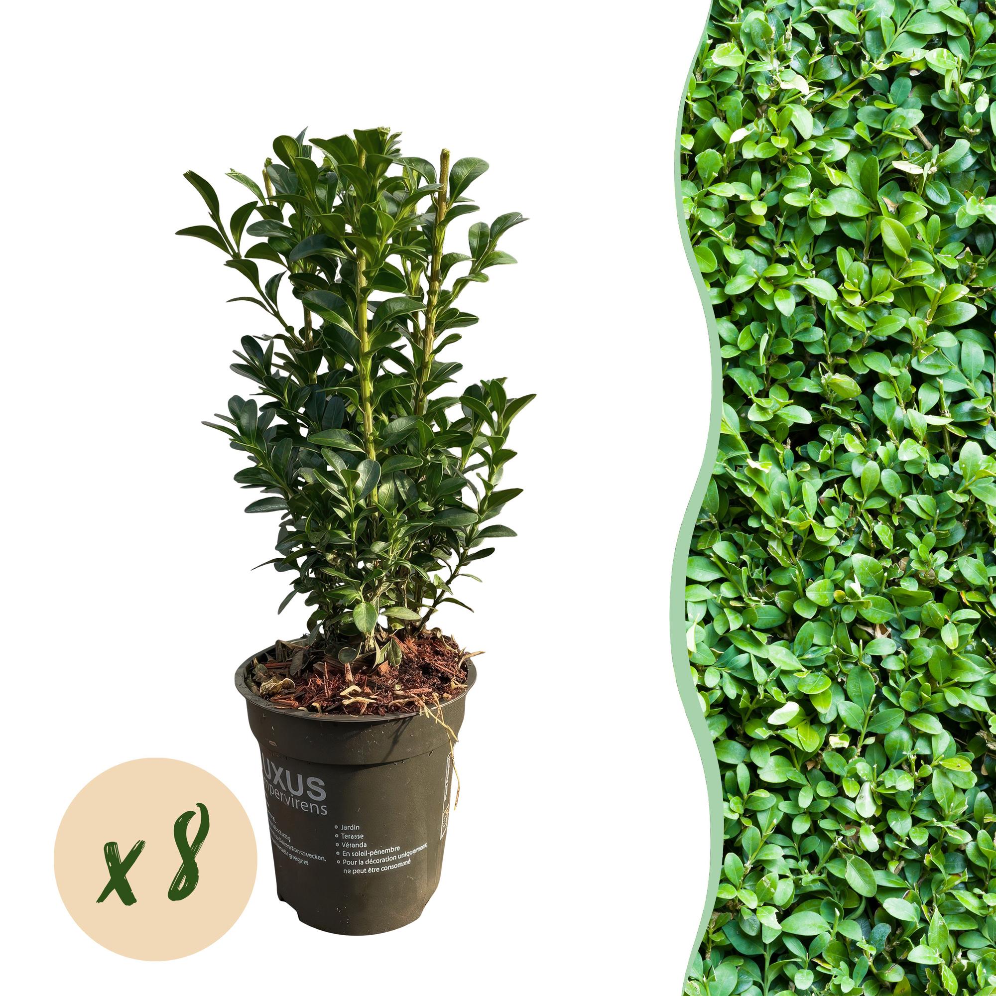 8x Buchsbaum - Buchs - Buxus sempervirens | 8 Pflanzen - 1 laufender Meter | Topf 9cm - Höhe 20-25cm