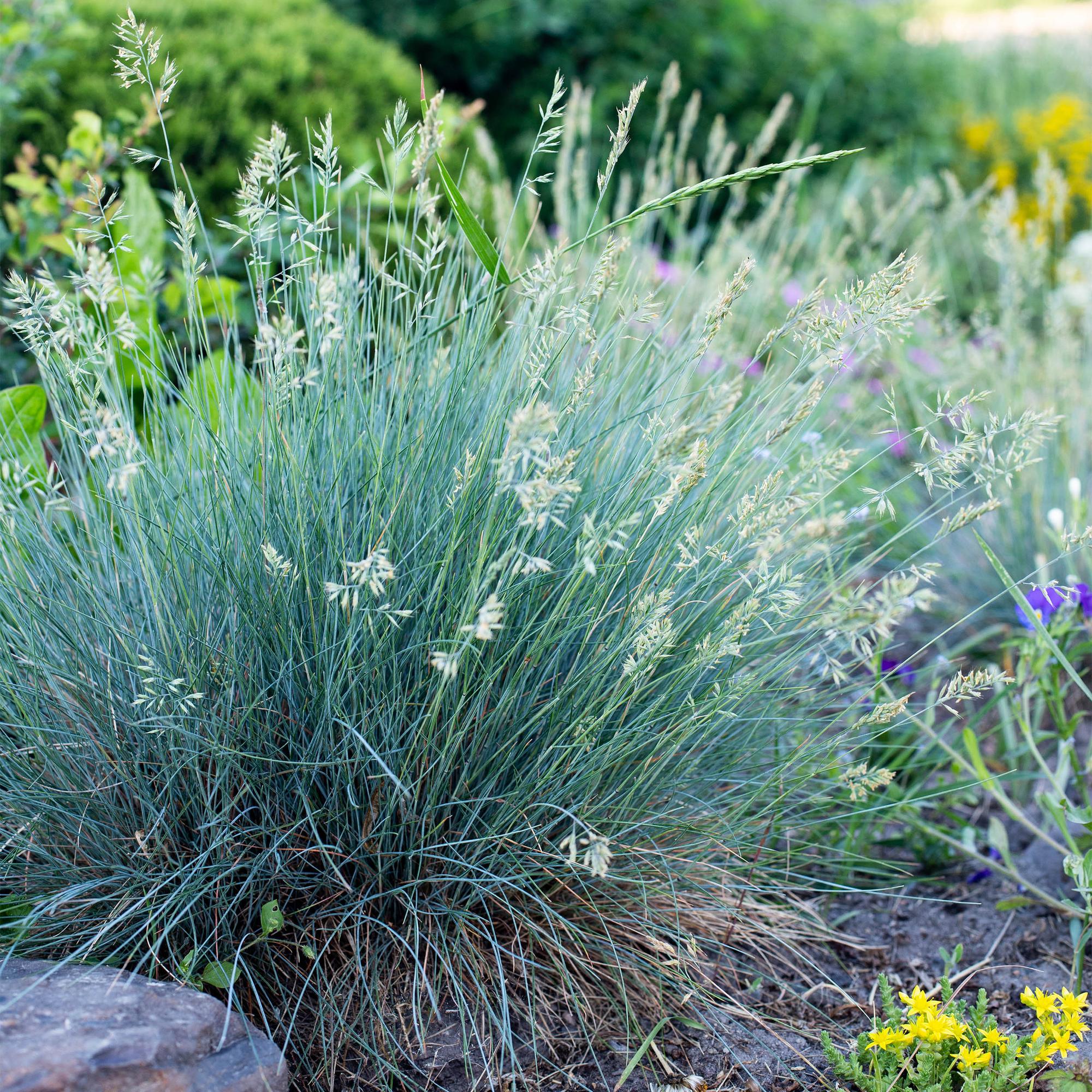 4x Blauschwingel - Festuca glauca Intense Blue | 50 cm | Ø17 cm