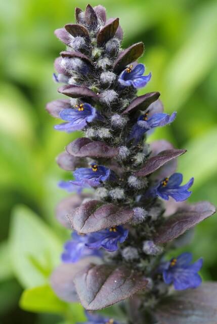 48x Riesengünsel - Ajuga reptans 'Catlin's Giant' | 10-25cm | Ø9cm