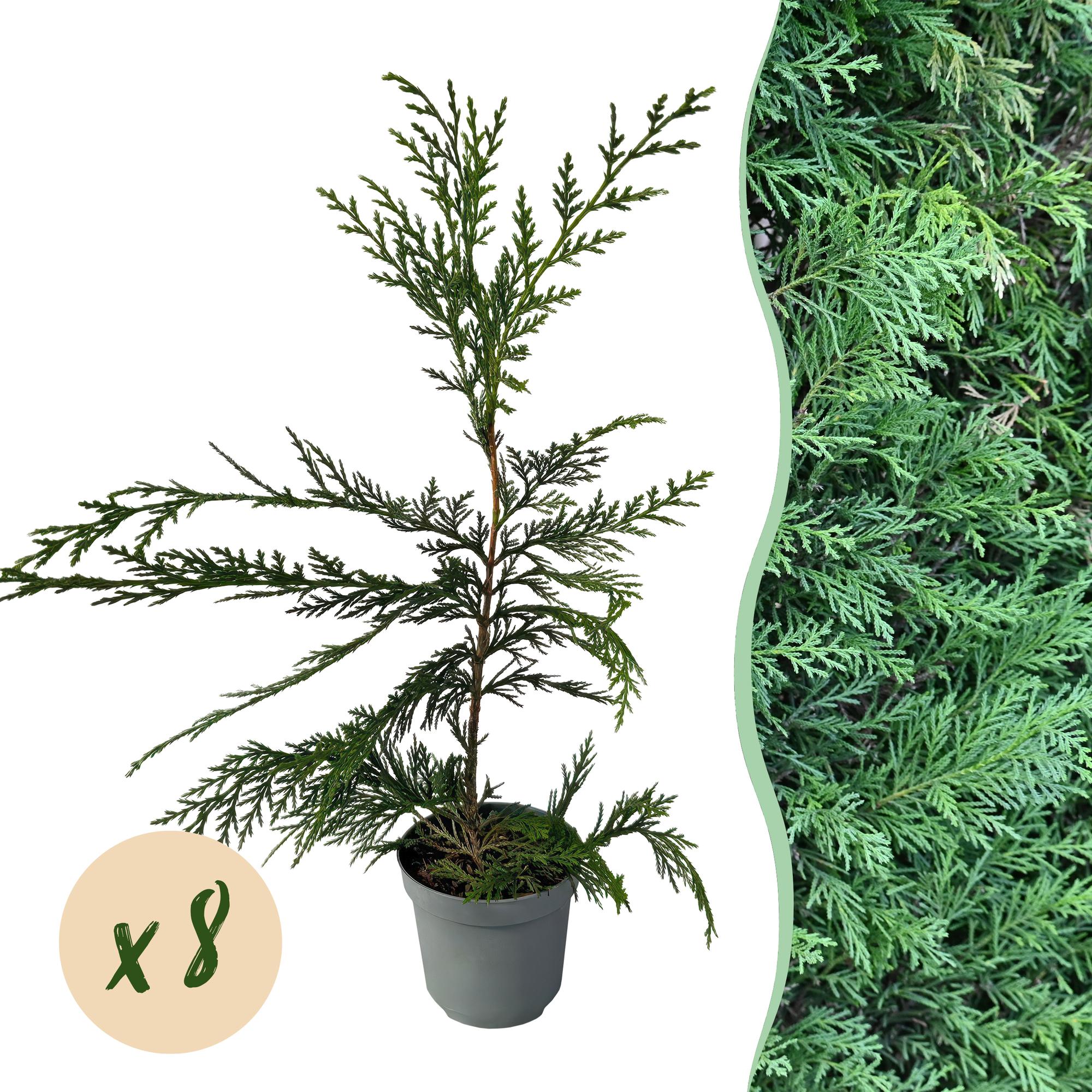 8x Leyland-Zypresse - Cupressocyparis leylandii | 8 Pflanzen - 1 laufender Meter | Topf 9cm - Höhe 35-40cm