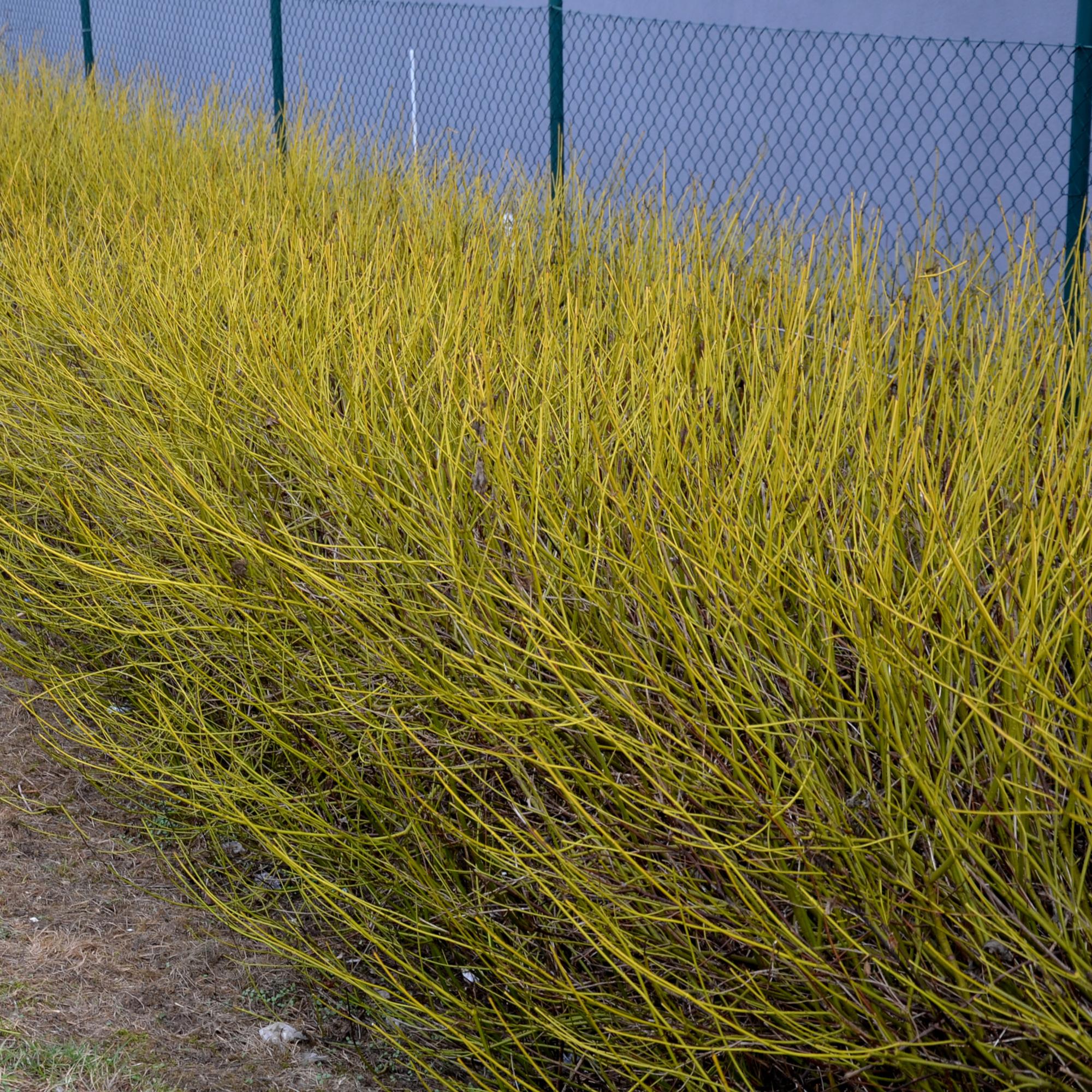Gelbholz-Hartriegel - Cornus alba Flaviramea | Topf 17cm Höhe 45cm