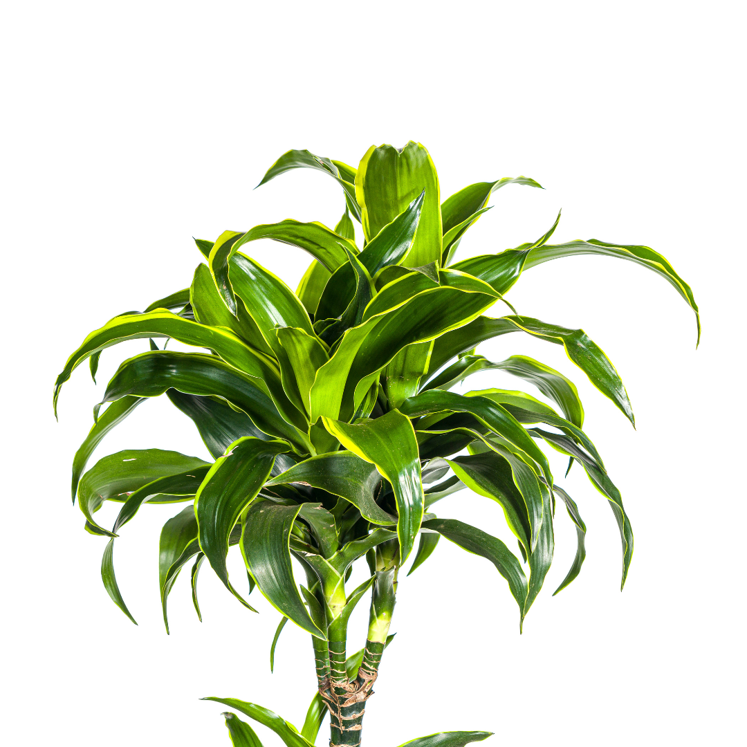 Goldener Drachenbaum - Dracaena Deremensis Dorado | 170 - 190cm | Ø27cm
