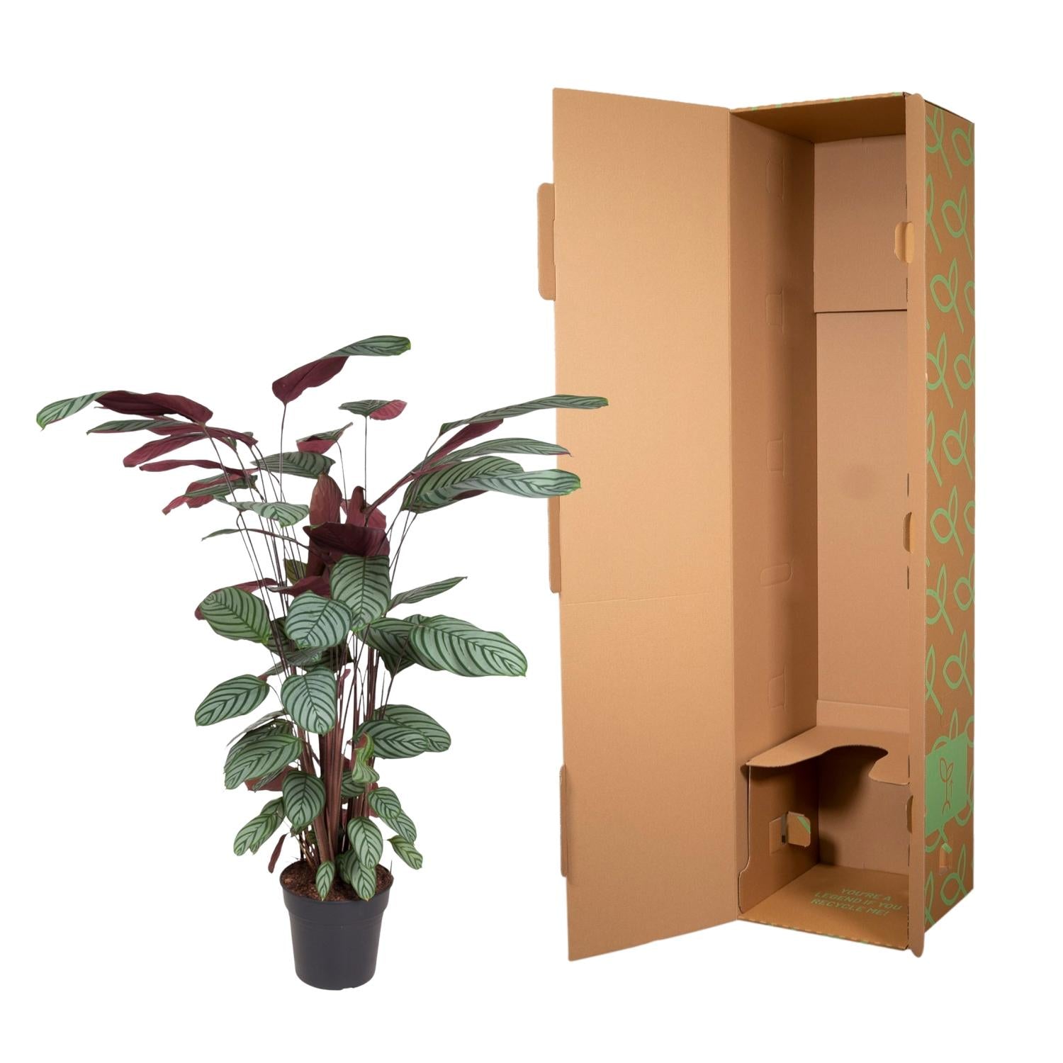 Calathea Oppenheimiana - Korbmarante | 130 cm | Ø27 cm