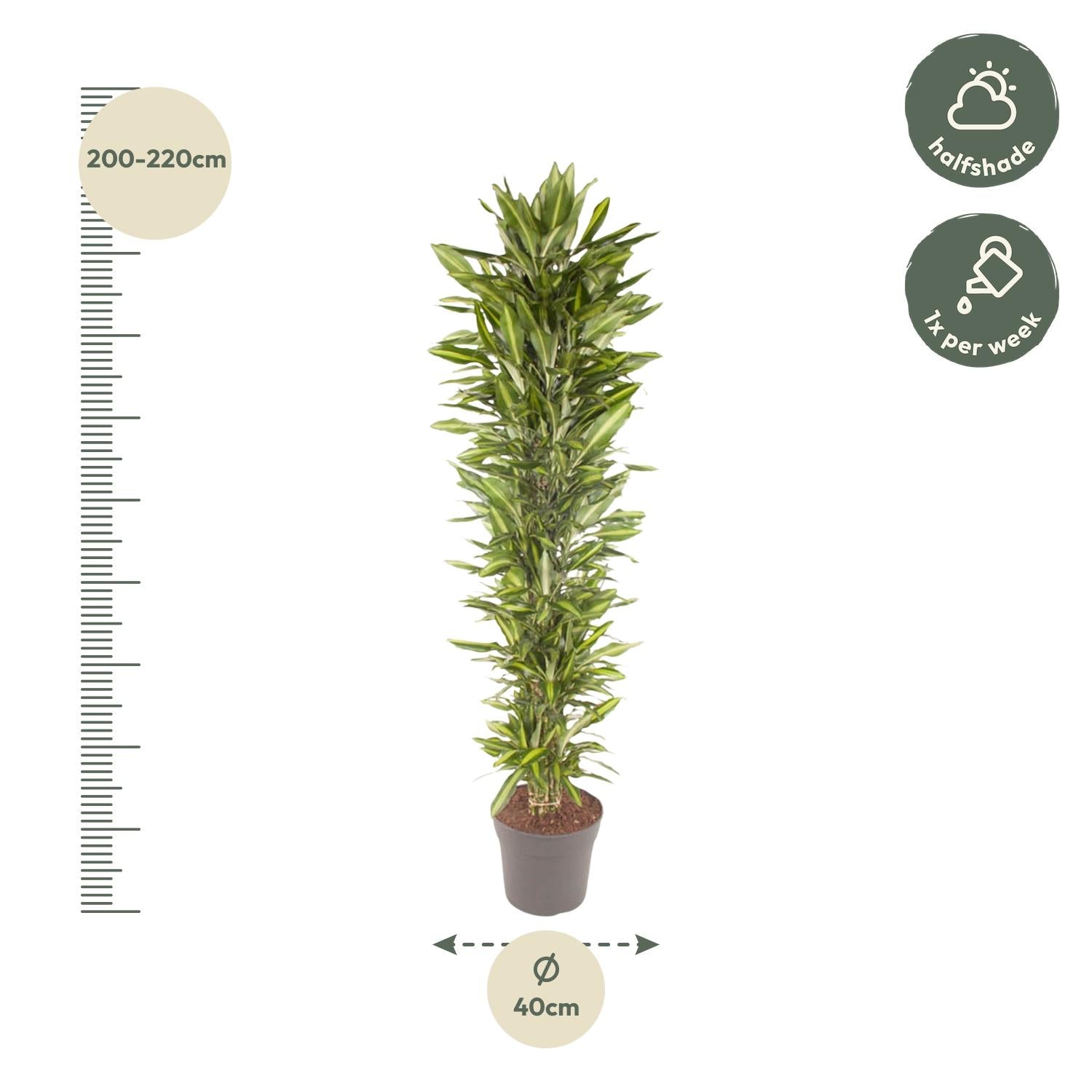 Drachenbaum verzweigt – Dracaena Cintho | 210cm | Ø40cm