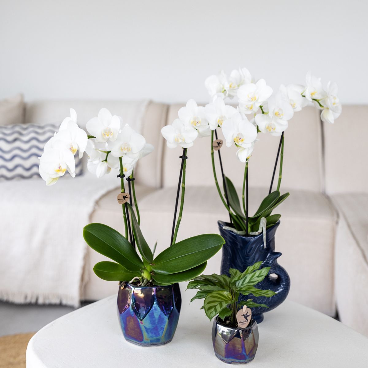 Weiße Phalaenopsis-Orchidee - Amabilis - Topfgröße Ø9cm | blühende Zimmerpflanze - frisch vom Züchter