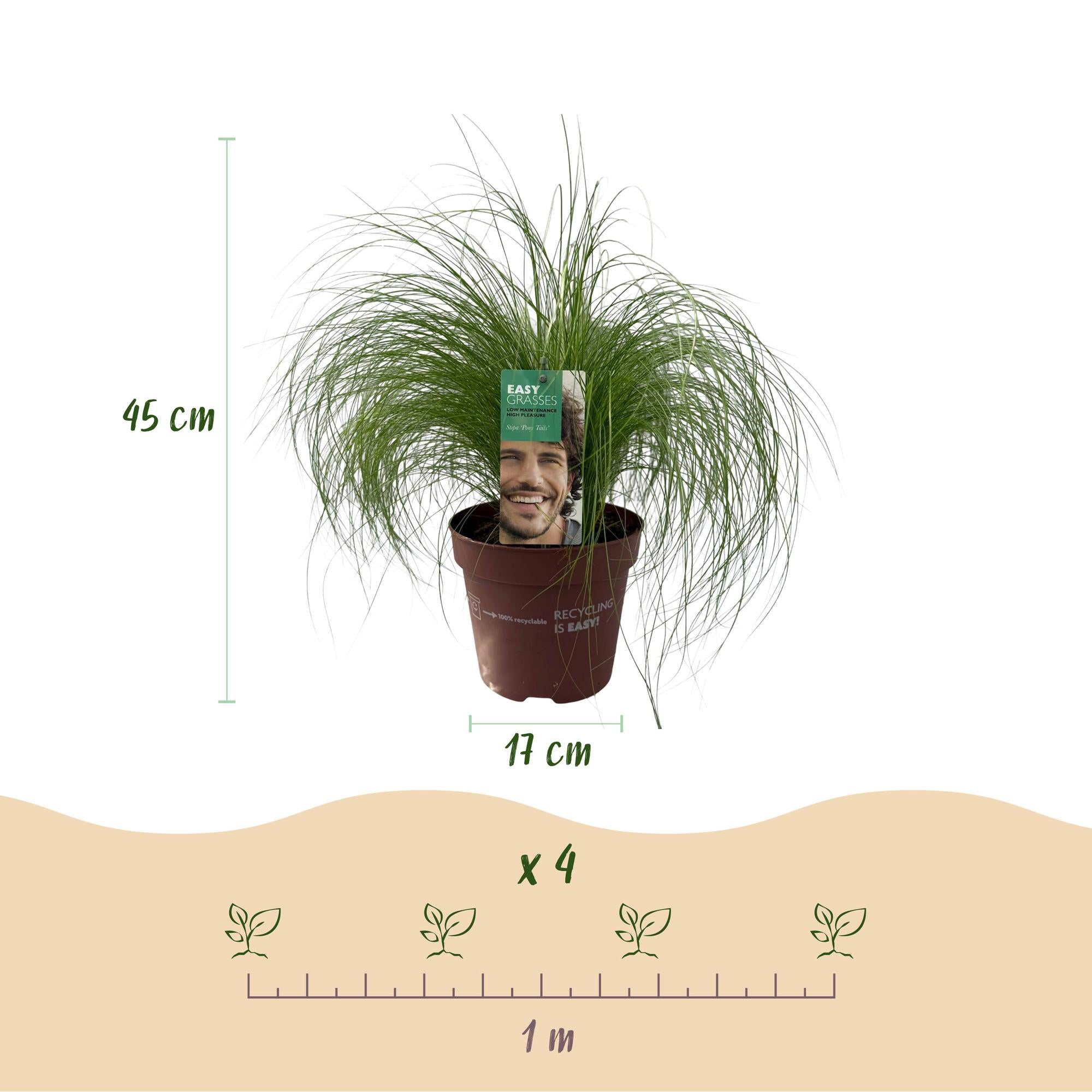 4x Federgras - Stipa tenuissima Pony Tails | 50 cm | Ø17 cm