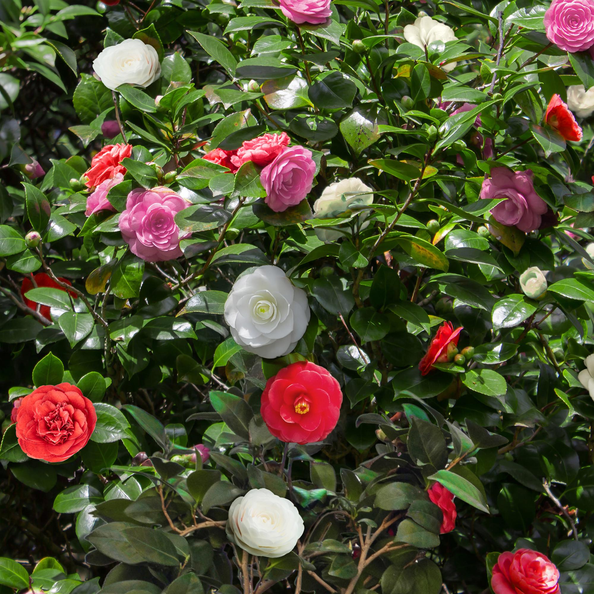Japanische Kamelie - Camelia japonica Tricolour | Topf 15cm Höhe 30cm