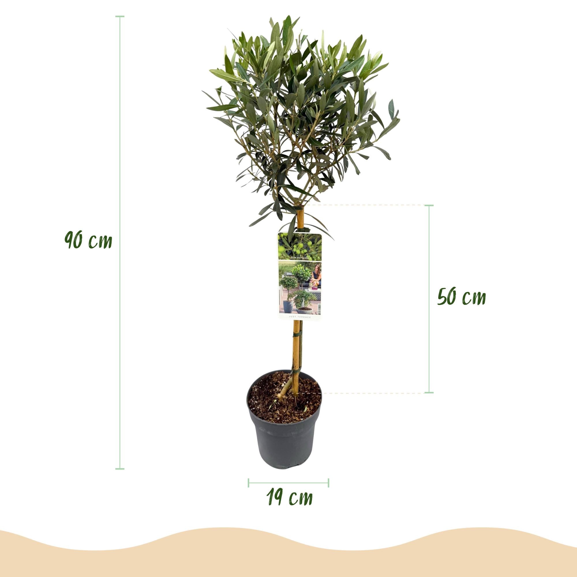 Olivenbaum – Olea europaea | 90 cm |  Ø 19 cm