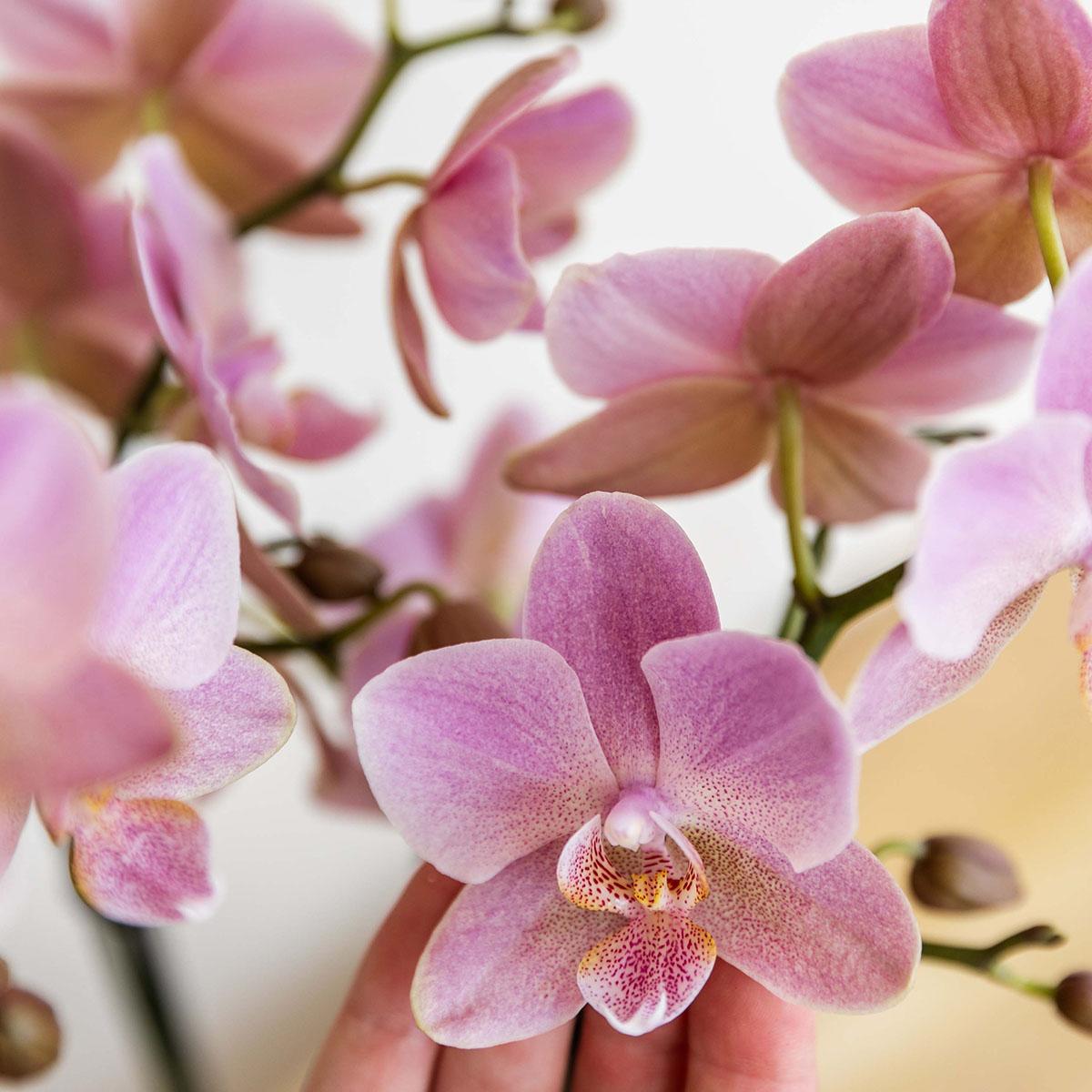 Altrosa Phalaenopsis Orchidee - Jewel Treviso - Topfgröße Ø12cm | blühende Zimmerpflanze - frisch vom Züchter