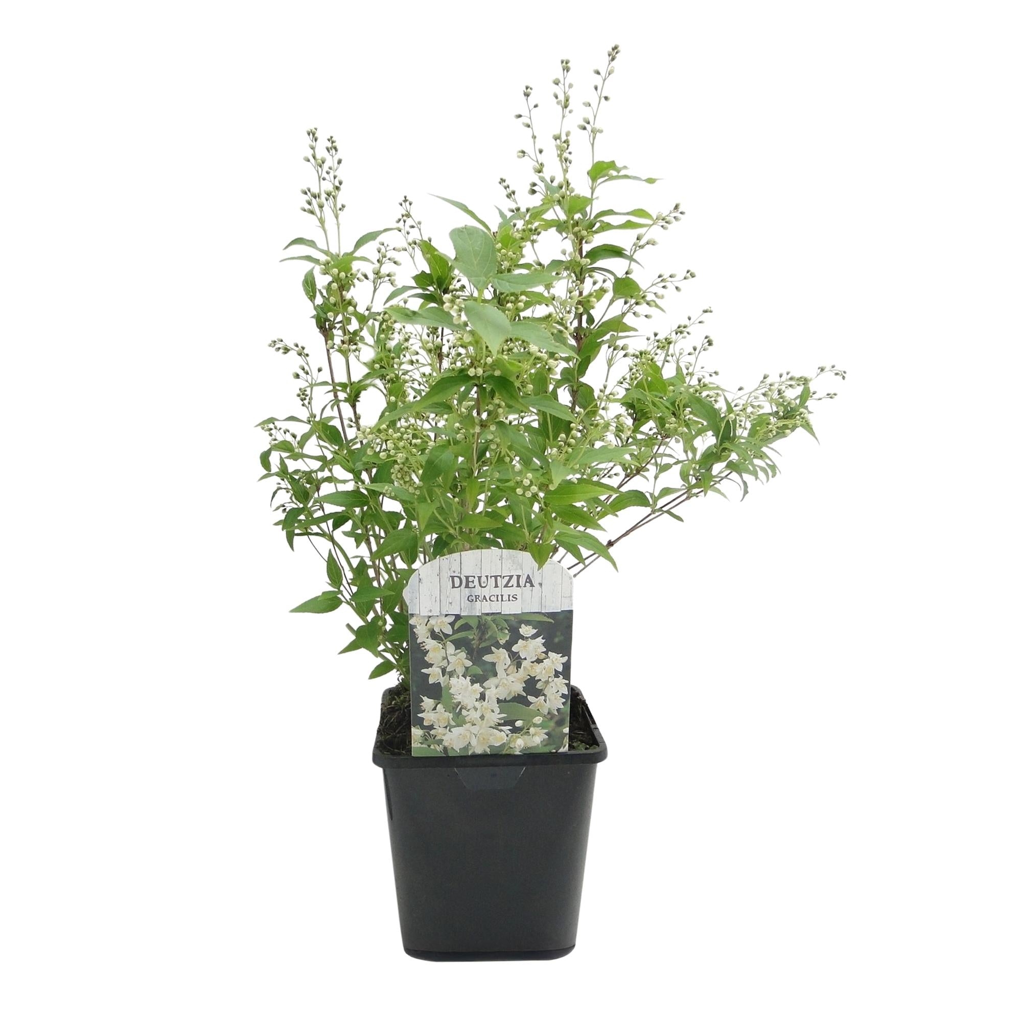 Maiblumenstrauch - Deutzia Gracilis | Topf 17cm Höhe 45cm