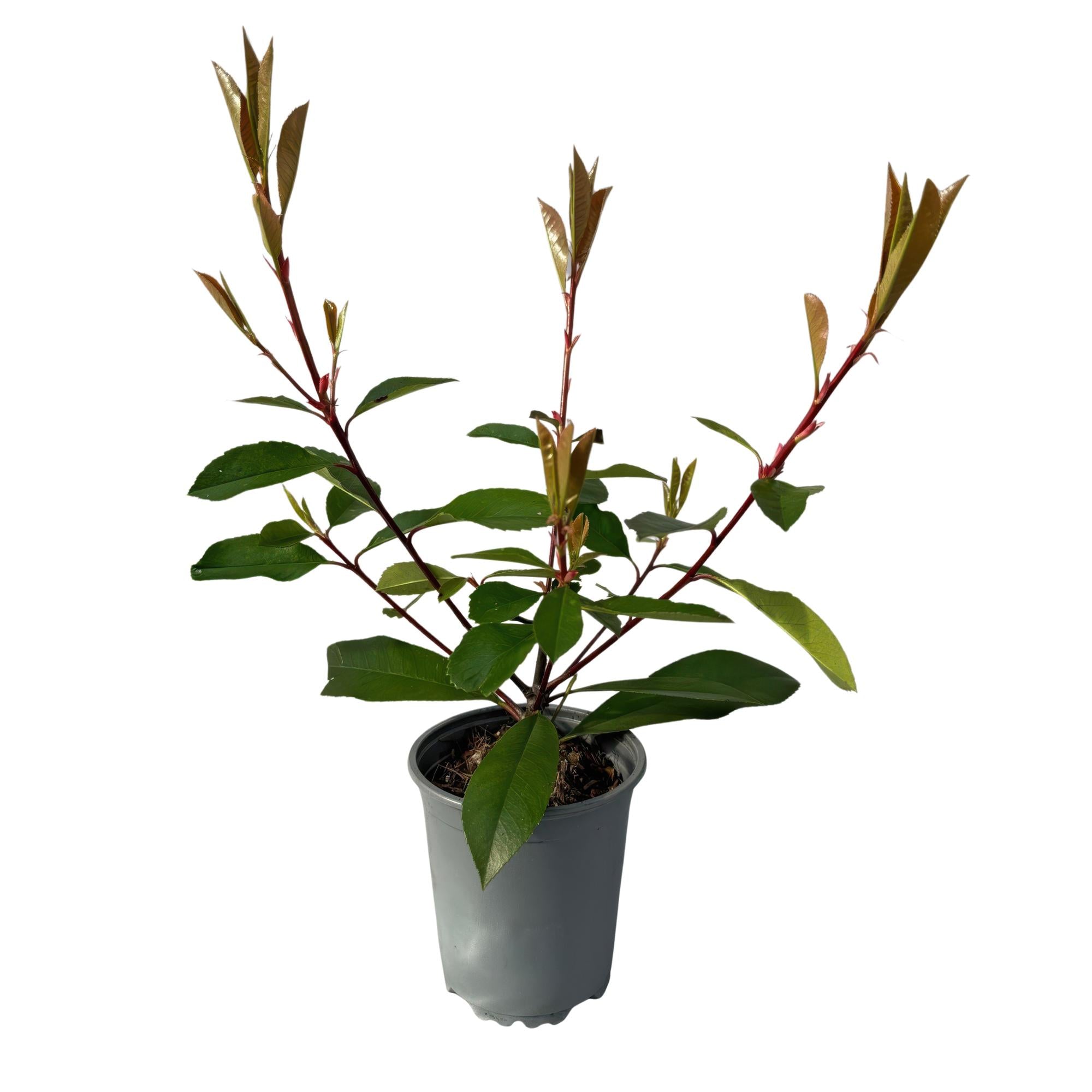 8x Rote Glanzmispel - Photnia fraseri Red Robin | 8 Pflanzen - 1 laufender Meter | Topf 9cm - Höhe 30-35cm