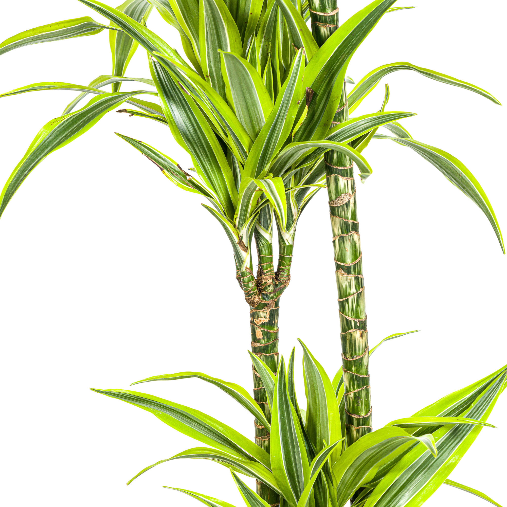 Drachenbaum - Dracaena Deremensis Lemon Lime | 130 - 150cm | Ø24cm