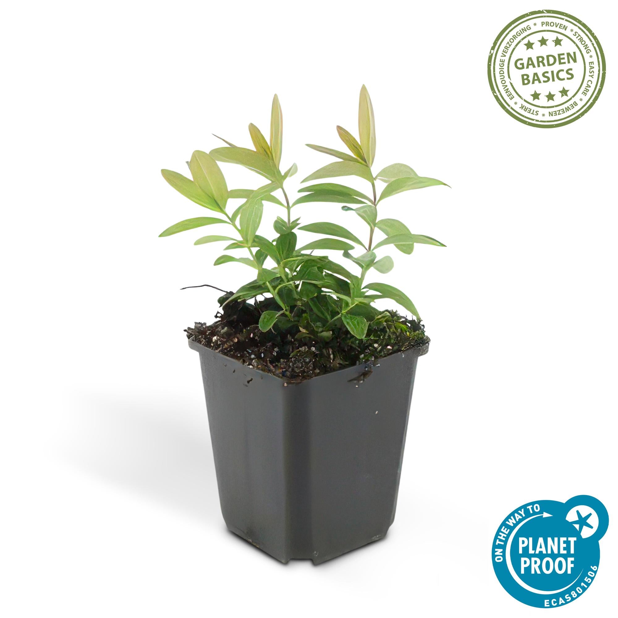 48x Großblütiges Johanniskraut - Hypericum calycinum | 10-25cm | Ø9cm