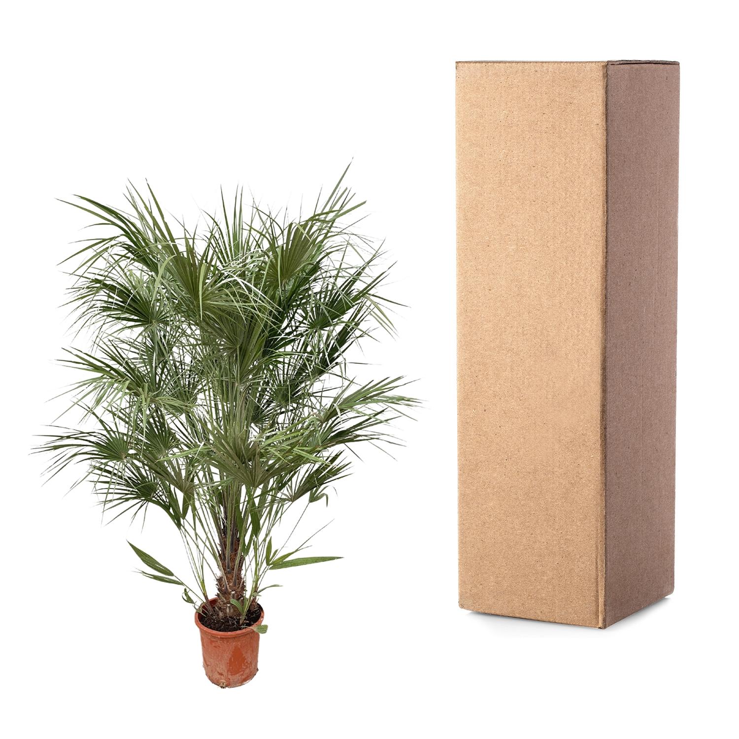 Europäische Zwergpalme - Chamaerops Humilis | 170 cm | Ø30 cm