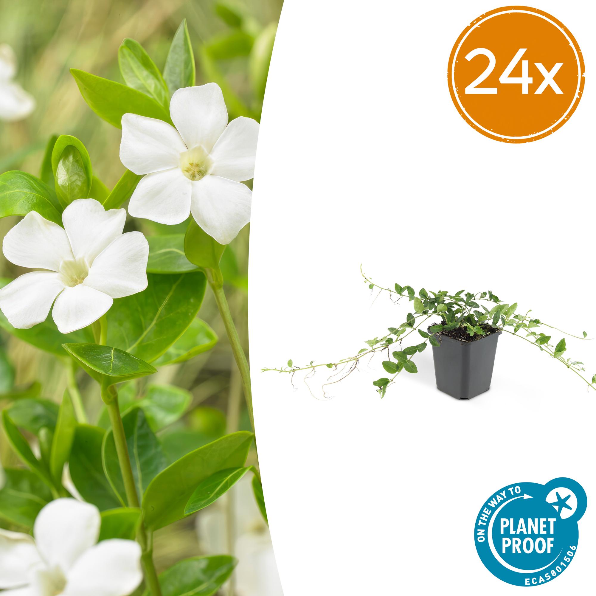 24x Kleinblütiges Immergrün - Vinca minor ‘Alba’ | 10-25 cm | Ø9 cm