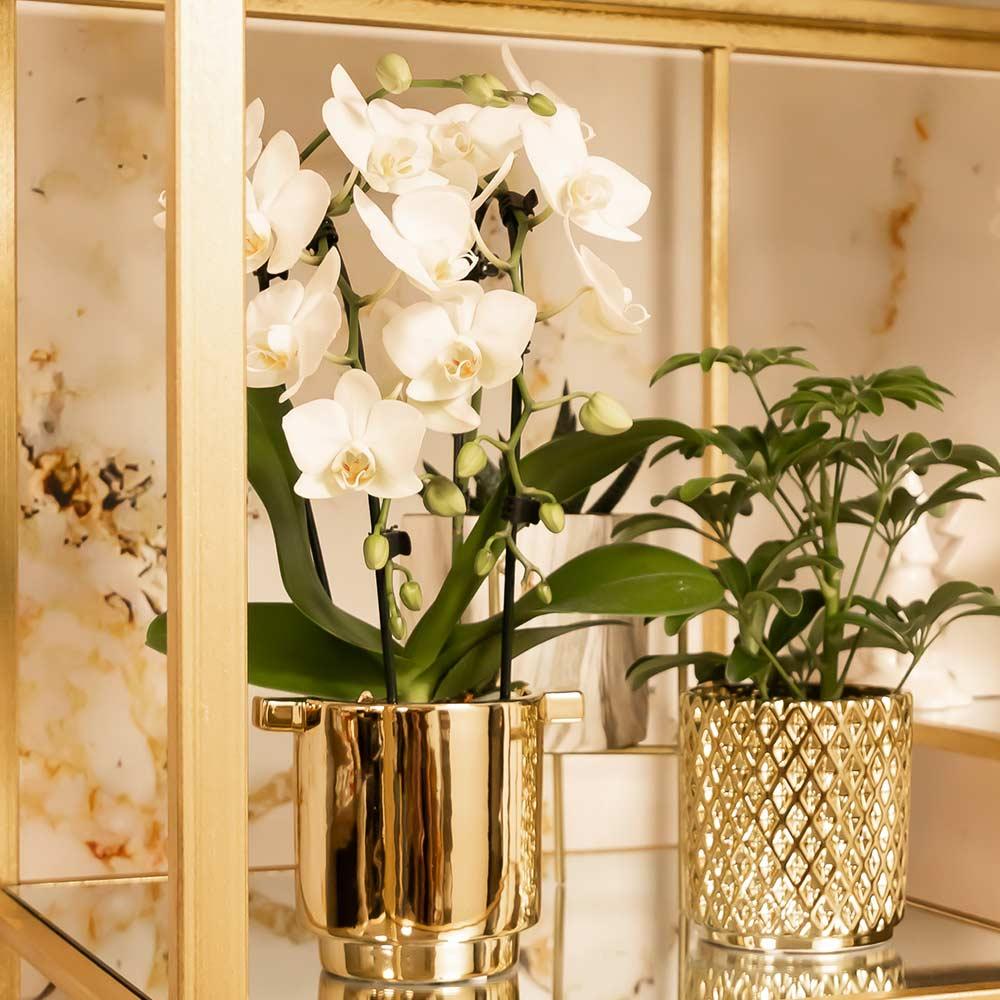 Weiße Phalaenopsis-Orchidee - Niagara Fall - Topfgröße Ø9cm | blühende Zimmerpflanze - frisch vom Züchter