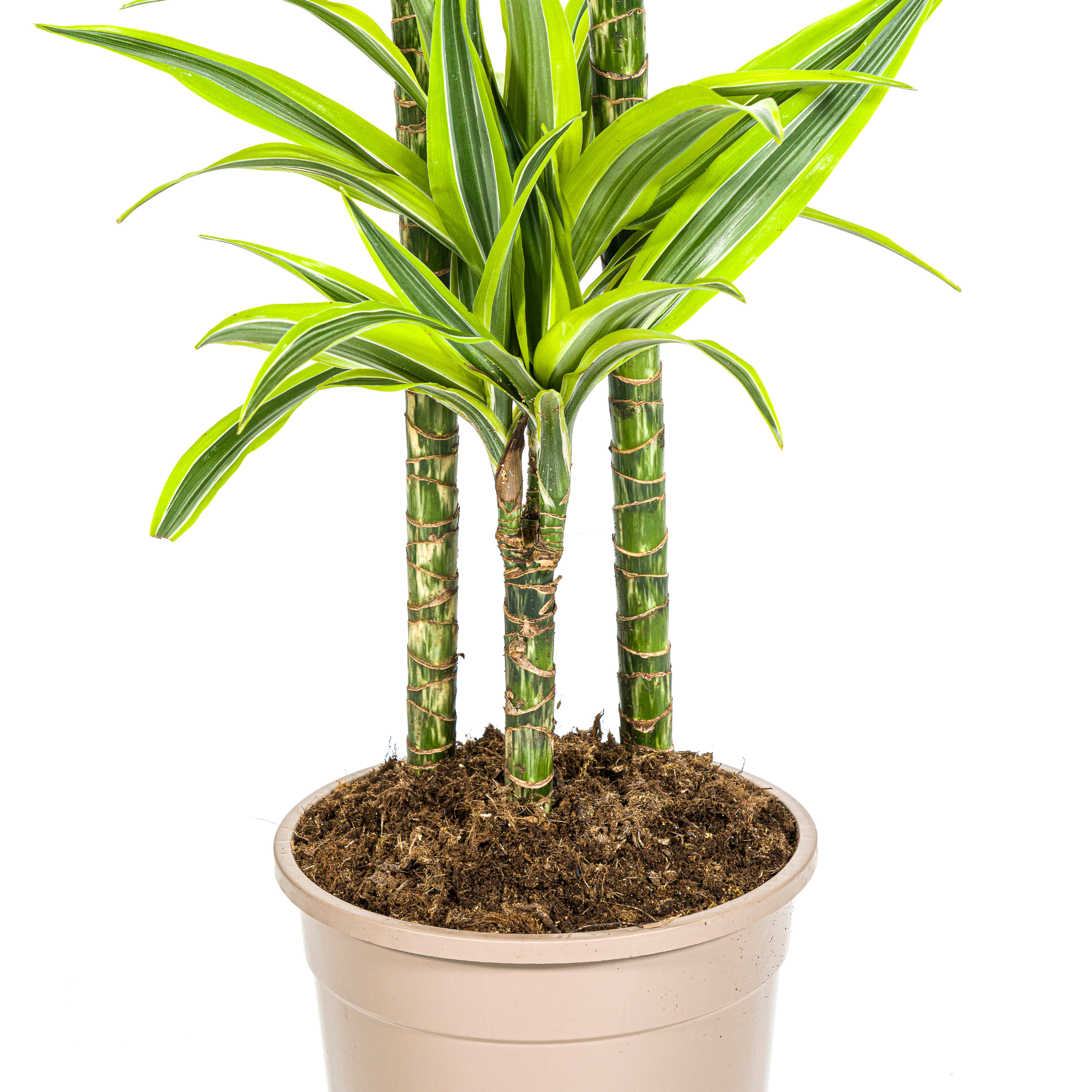 Drachenbaum - Dracaena Deremensis Lemon Lime | 130 - 150cm | Ø24cm