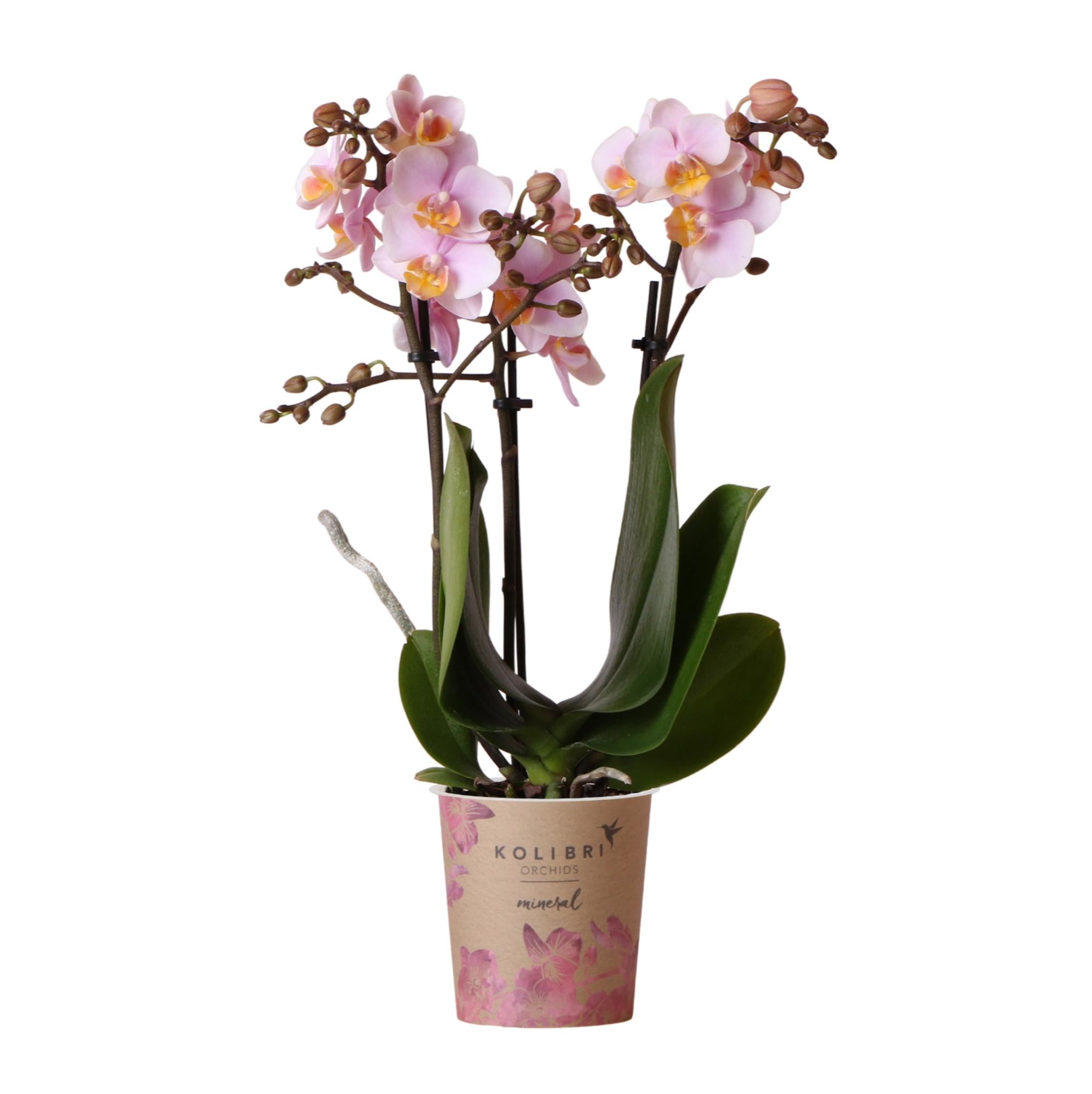 Rosa Phalaenopsis Orchidee - Andorra - Topfgröße Ø9cm | blühende Zimmerpflanze - frisch vom Züchter