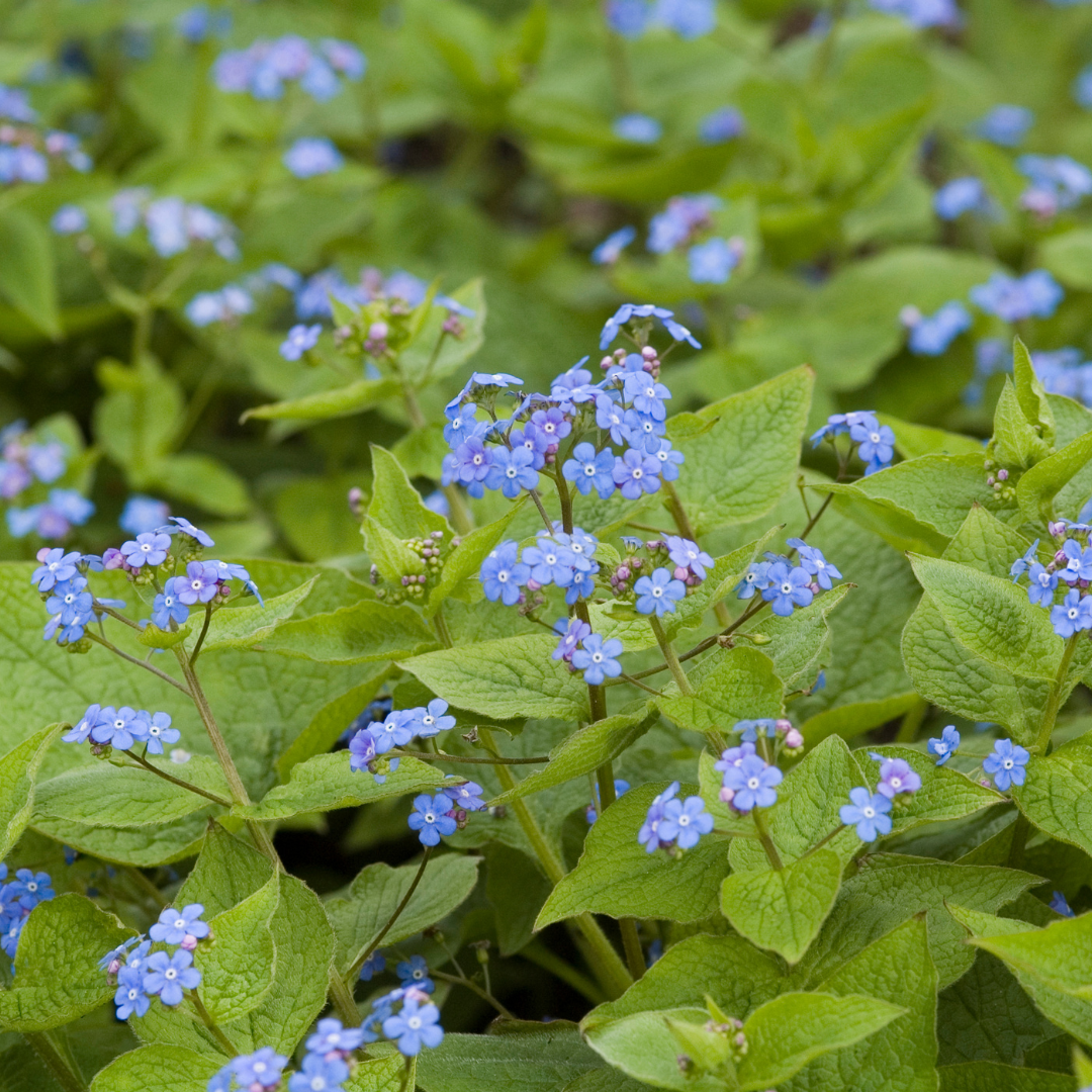 12x Kaukasisches Vergissmeinnicht - Brunnera macrophylla | 10-25 cm | Ø9 cm