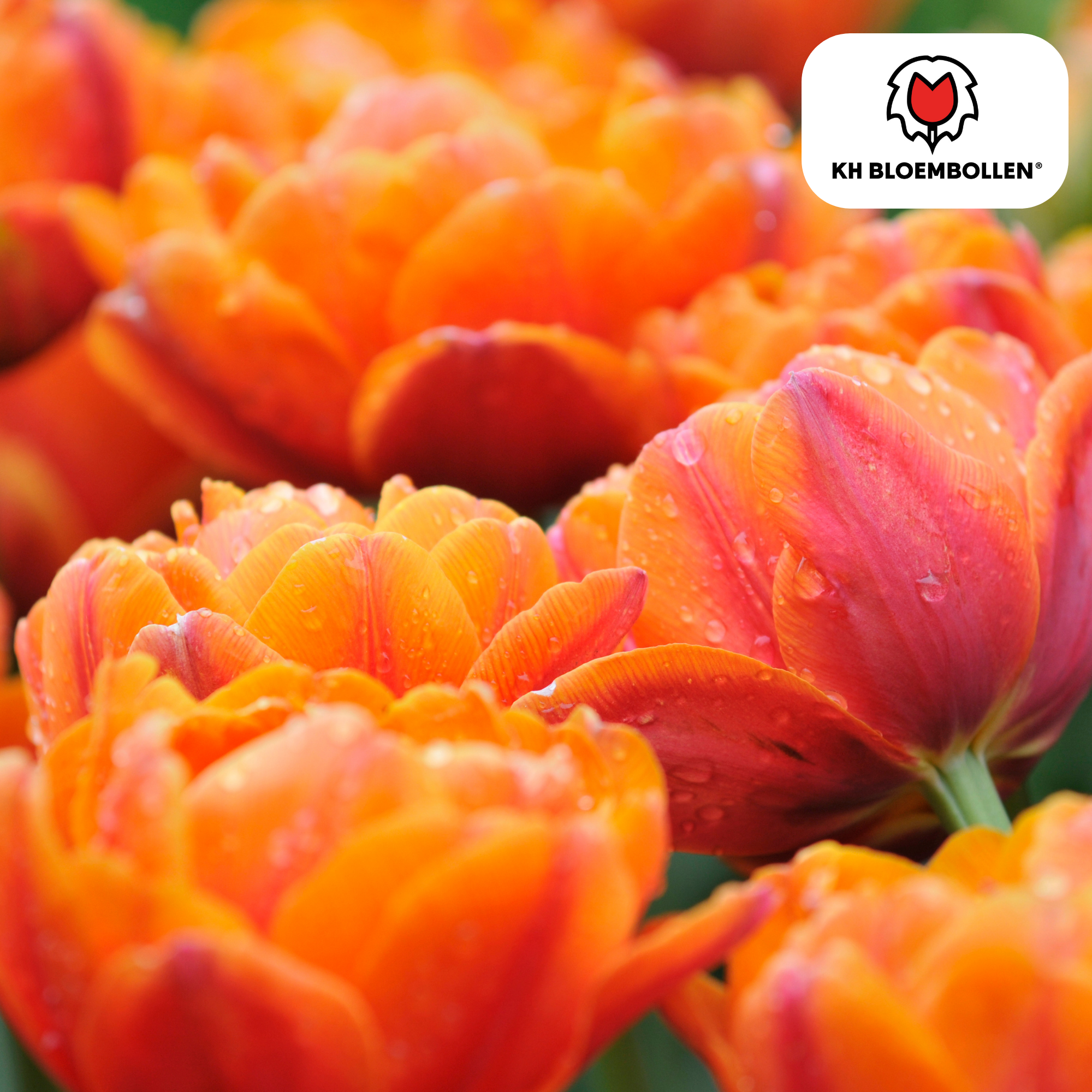 Tulpenzwiebeln Icoon – 20 Stück | Größe 11/12