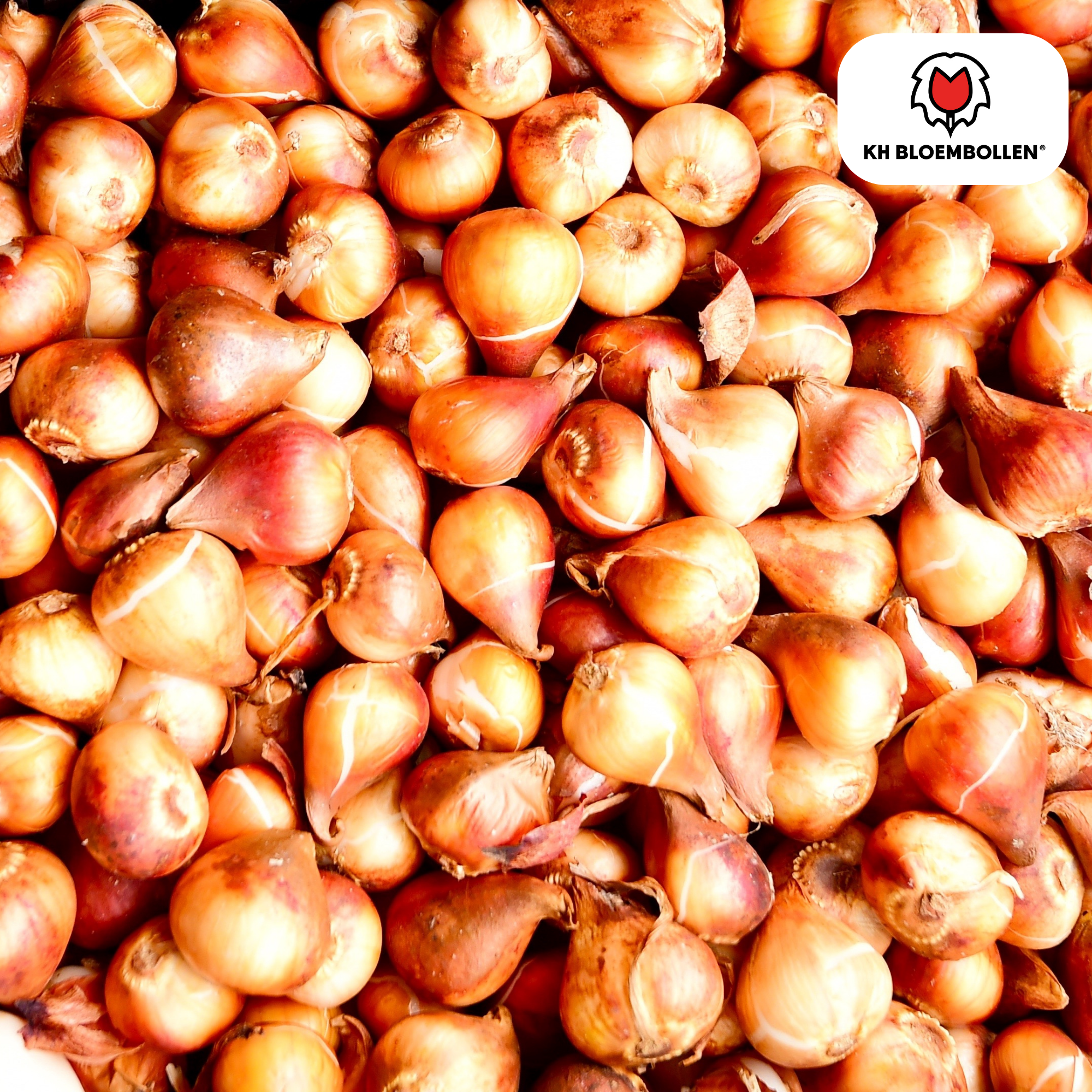 Tulpenzwiebeln Catherina – 20 Stück | Größe 11/12