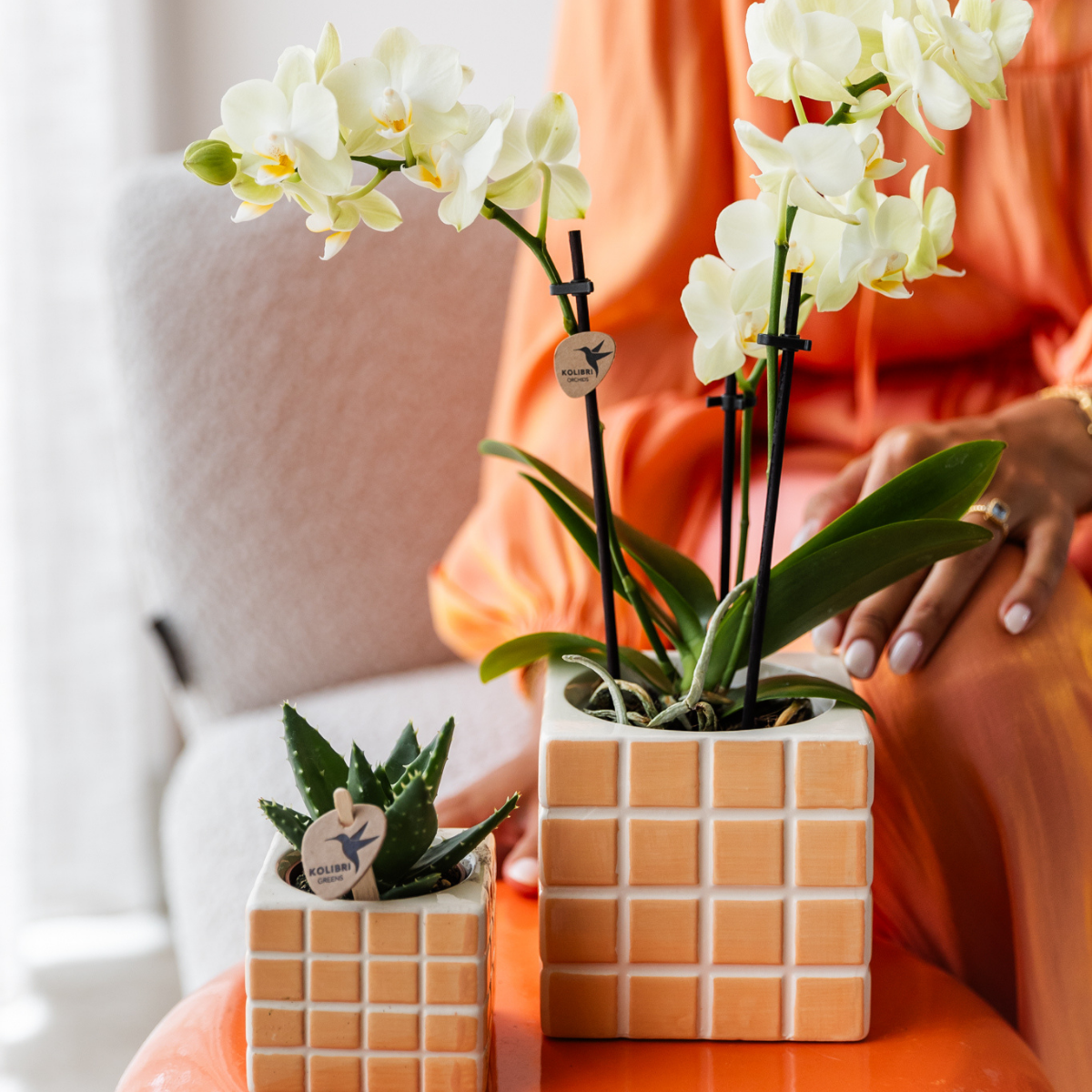 Gelbe Phalaenopsis-Orchidee Topfgröße Ø9cm|blühende Zimmerpflanze - frisch vom Züchter
