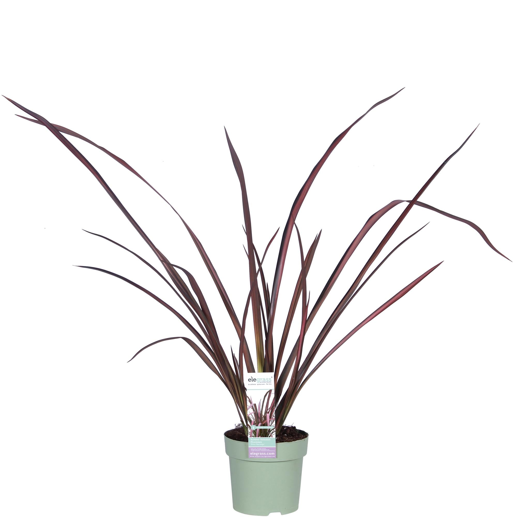 Neuseeländer Flachs – Phormium 'Pink Flamingo' | 50 cm | Topf Ø14 cm