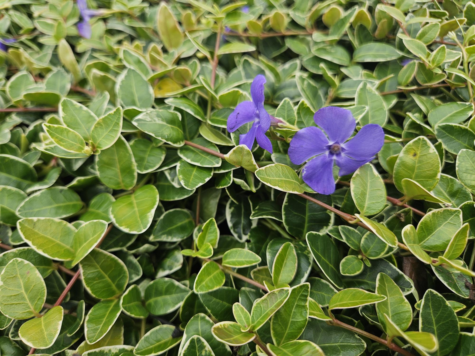 48x Kleinblütiges Immergrün - Vinca minor 'Ralph Shugert' | 10-25 cm | Ø9 cm