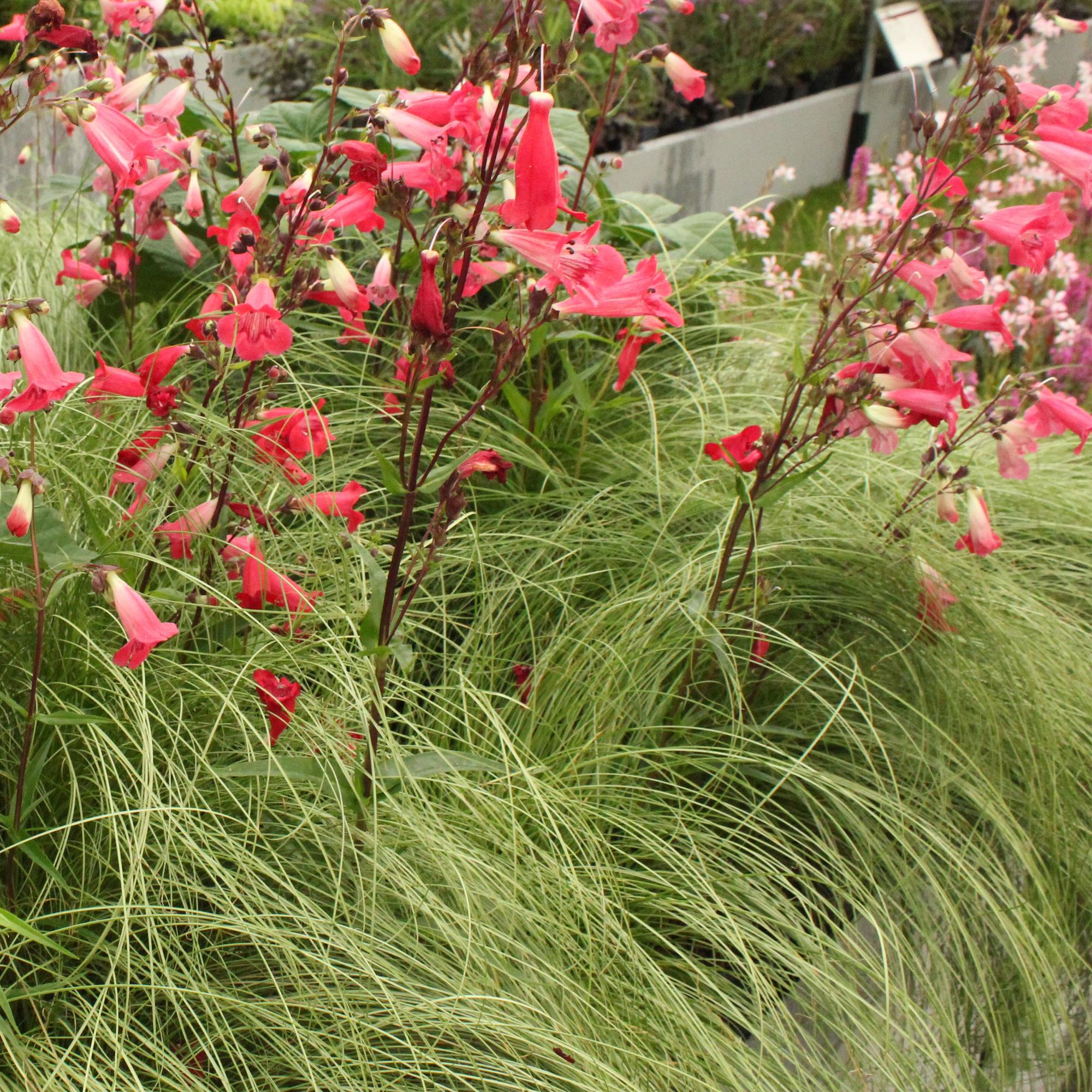 4x Japan-Segge - Carex comans Frosted Curls | 50 cm | Ø17 cm